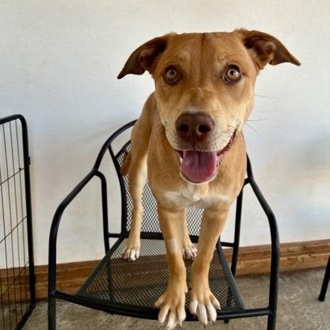 Enlarge Ruby, a Adoptable mixed breed in Sequim, WA image 3/5