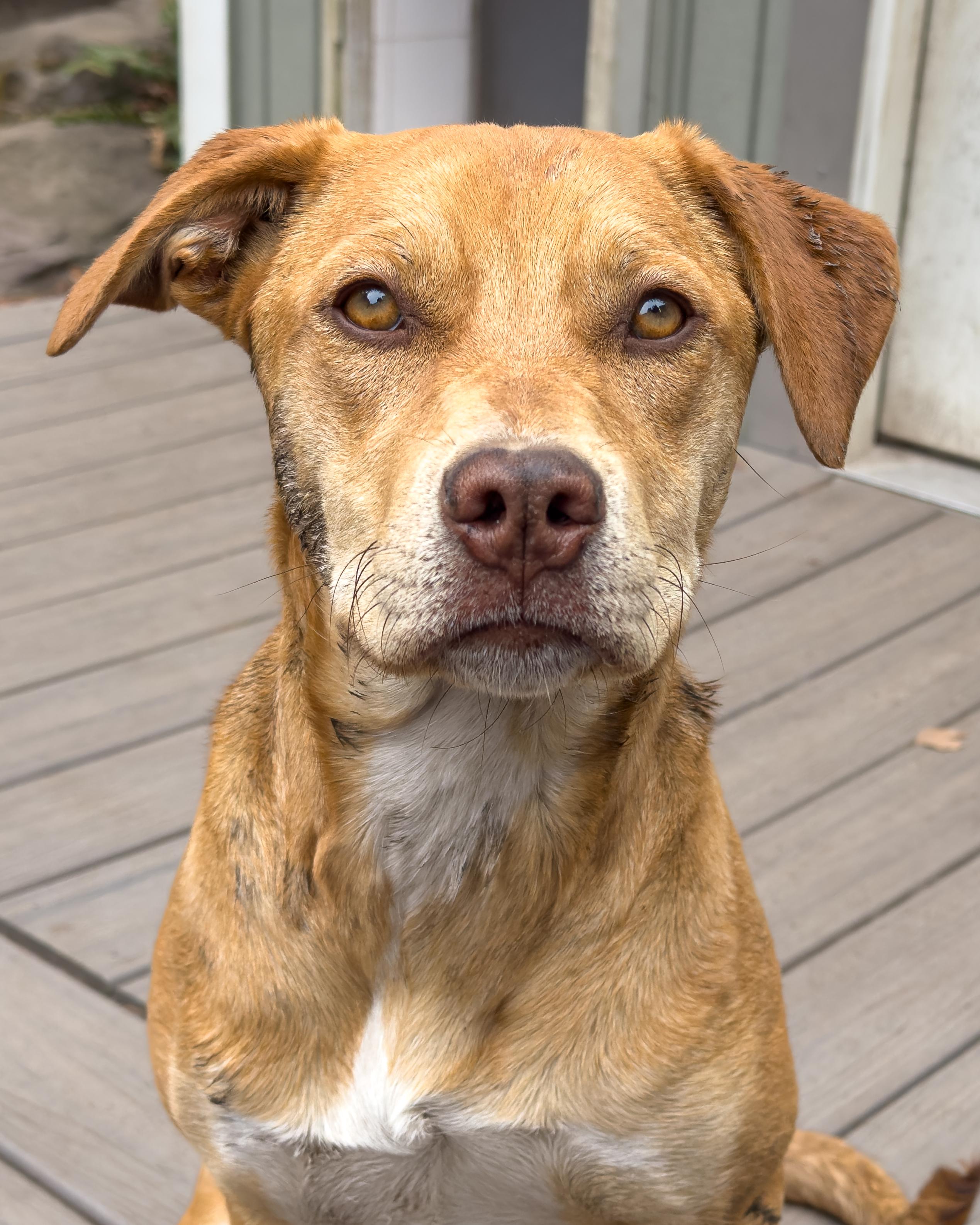 Enlarge Ruby, a Adoptable mixed breed in Sequim, WA image 1/5