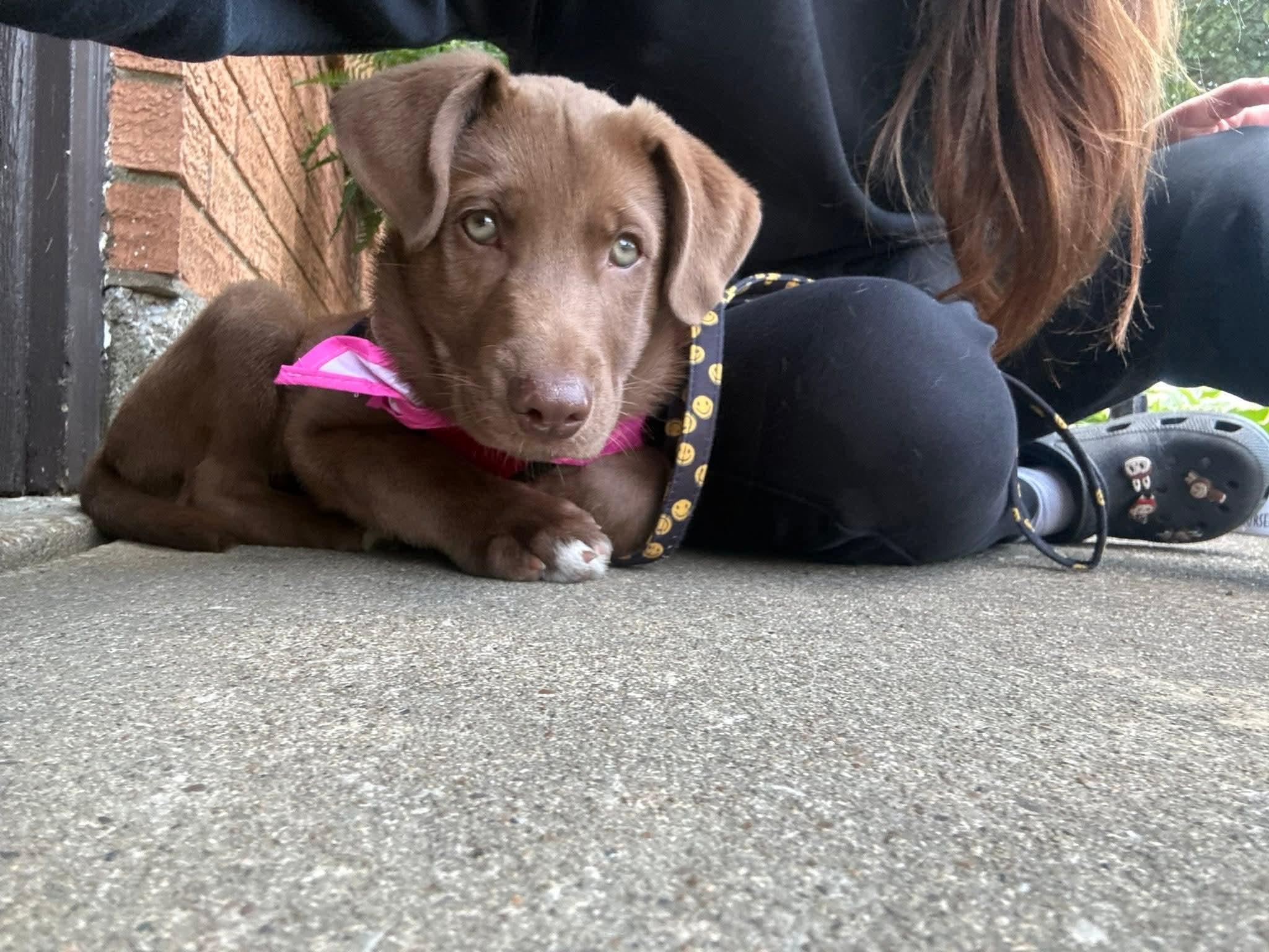 Enlarge Cooper, an adopted Chocolate Labrador Retriever in Owensboro, KY image 2/4