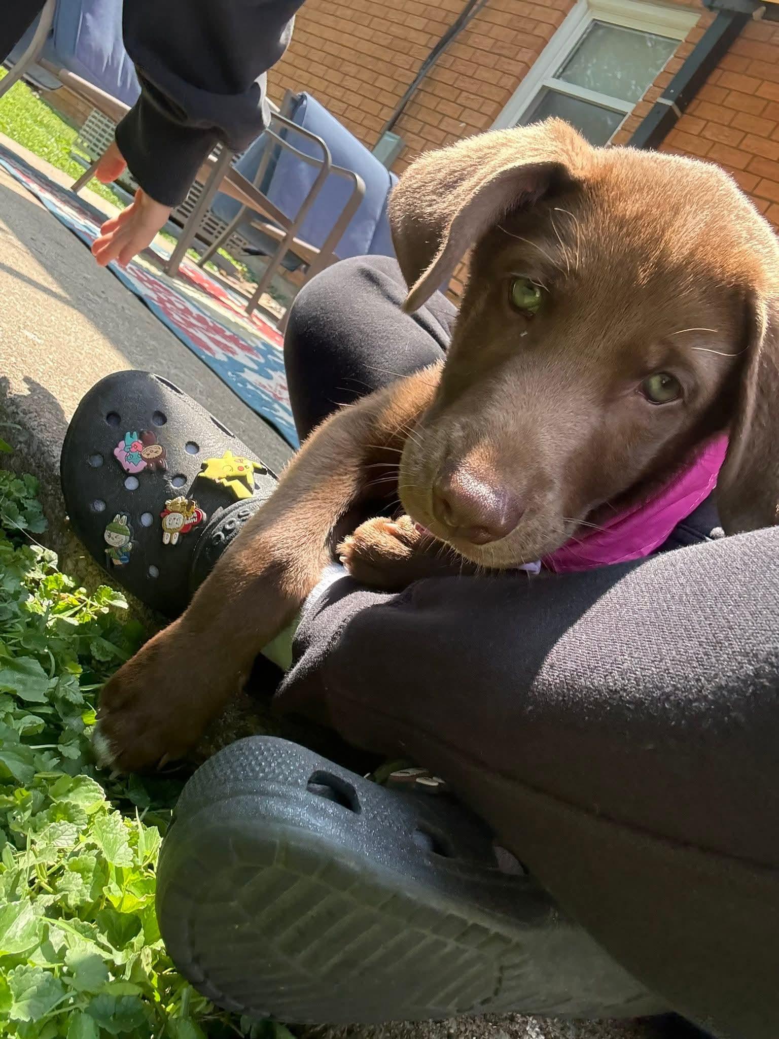 Enlarge Cooper, an adopted Chocolate Labrador Retriever in Owensboro, KY image 3/4