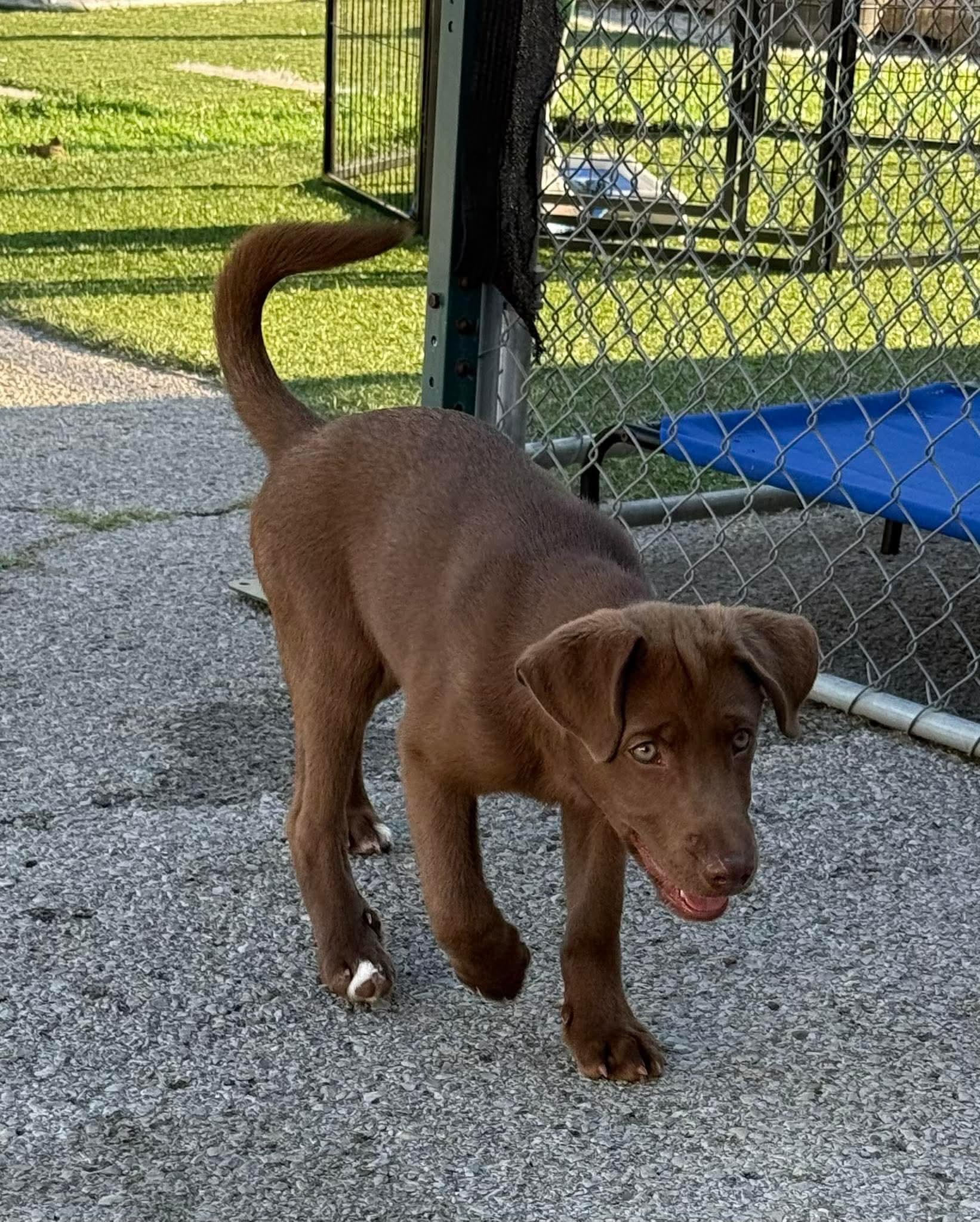 Cooper, adopted, Young Male Chocolate Labrador Retriever.
