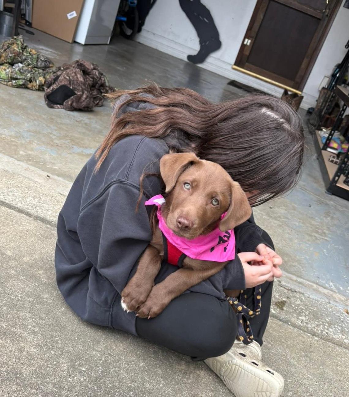 Enlarge Cooper, an adopted Chocolate Labrador Retriever in Owensboro, KY image 4/4