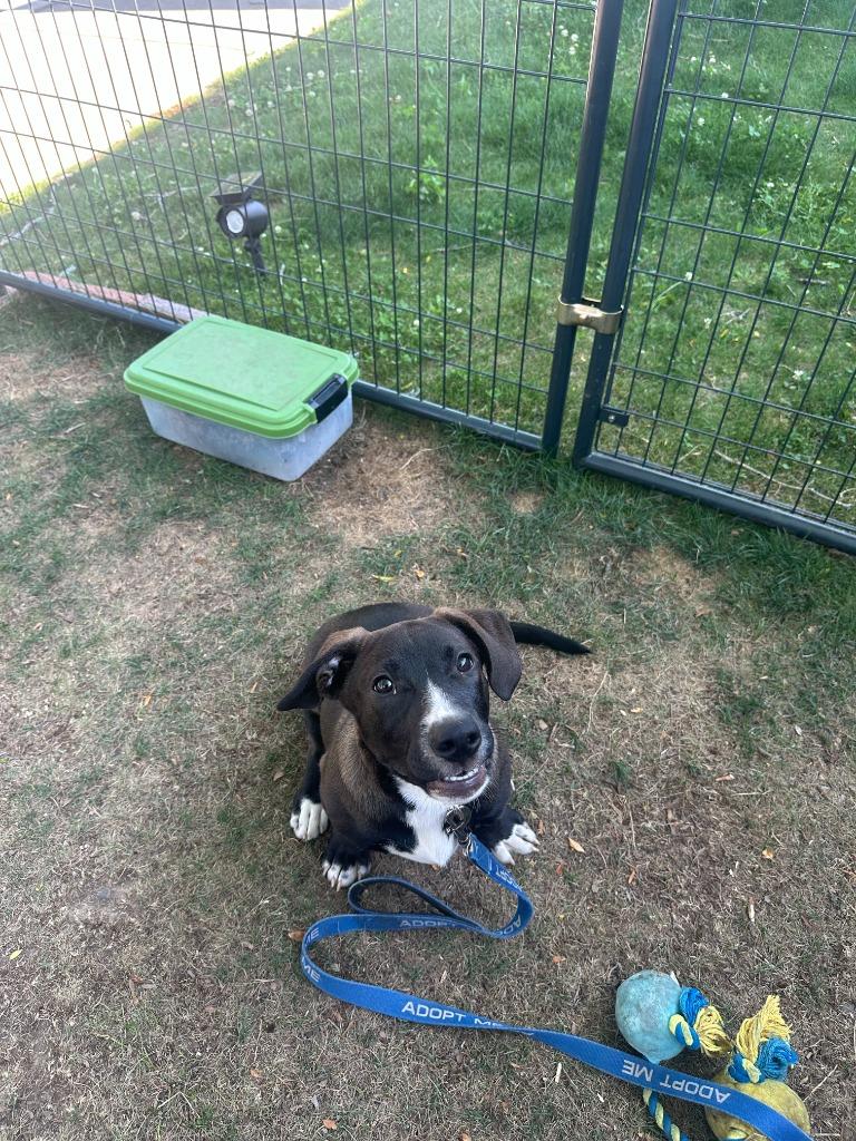 Franklin, a Adoptable mixed breed in Gloversville, NY image 1/3
