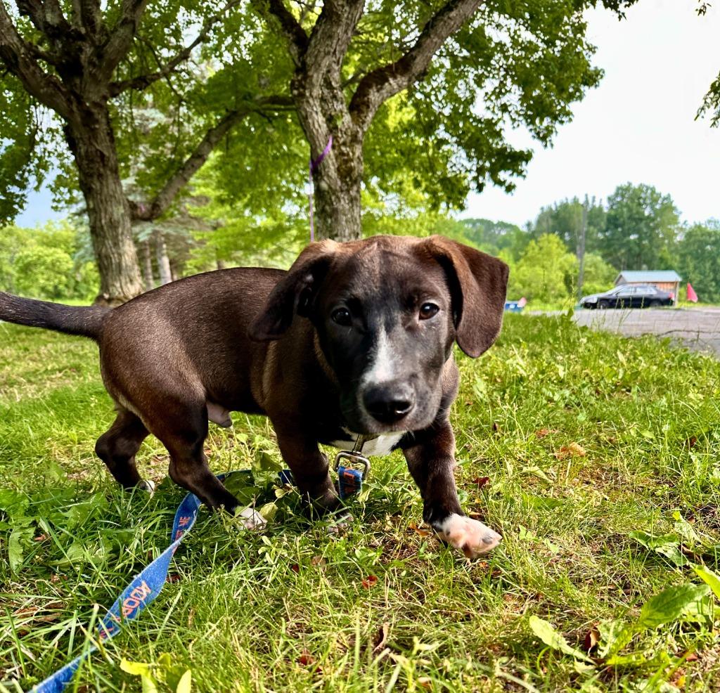 Franklin, a Adoptable mixed breed in Gloversville, NY image 2/3