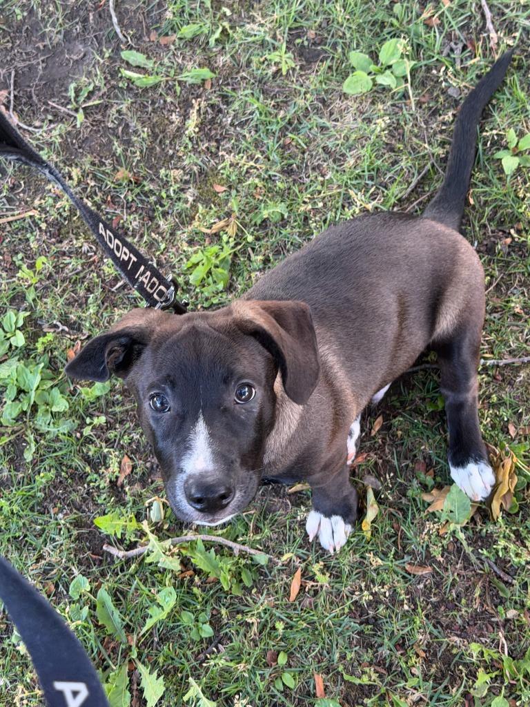 Franklin, a Adoptable mixed breed in Gloversville, NY image 3/3