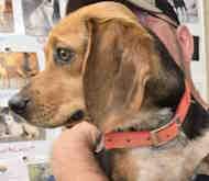 Enlarge Pipsqueak, an adopted Beagle in watchung, NJ image 1/1