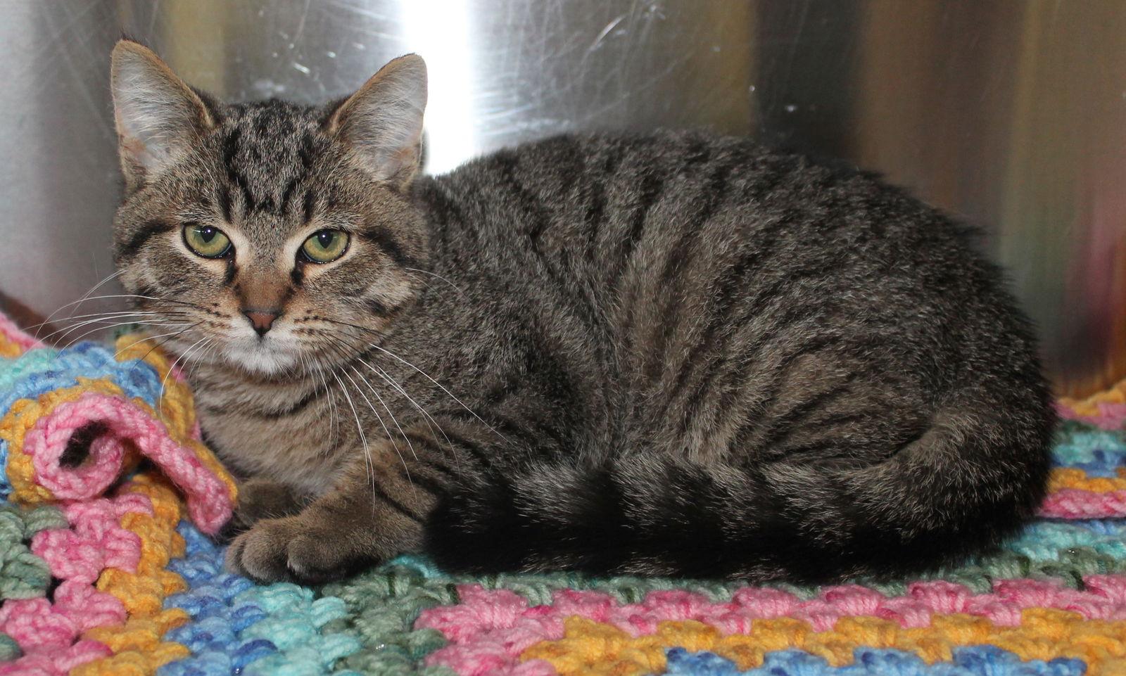 WSFA - 42631, Adoptable, Kitten Male Domestic Short Hair & Tabby.
