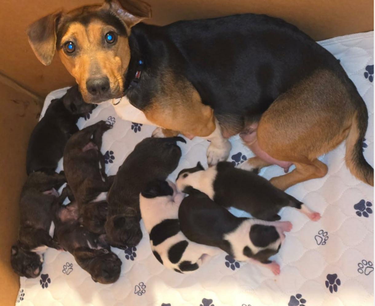 Enlarge Lizzi, a ADOPTABLE mixed breed in Middlebury, IN image 1/1