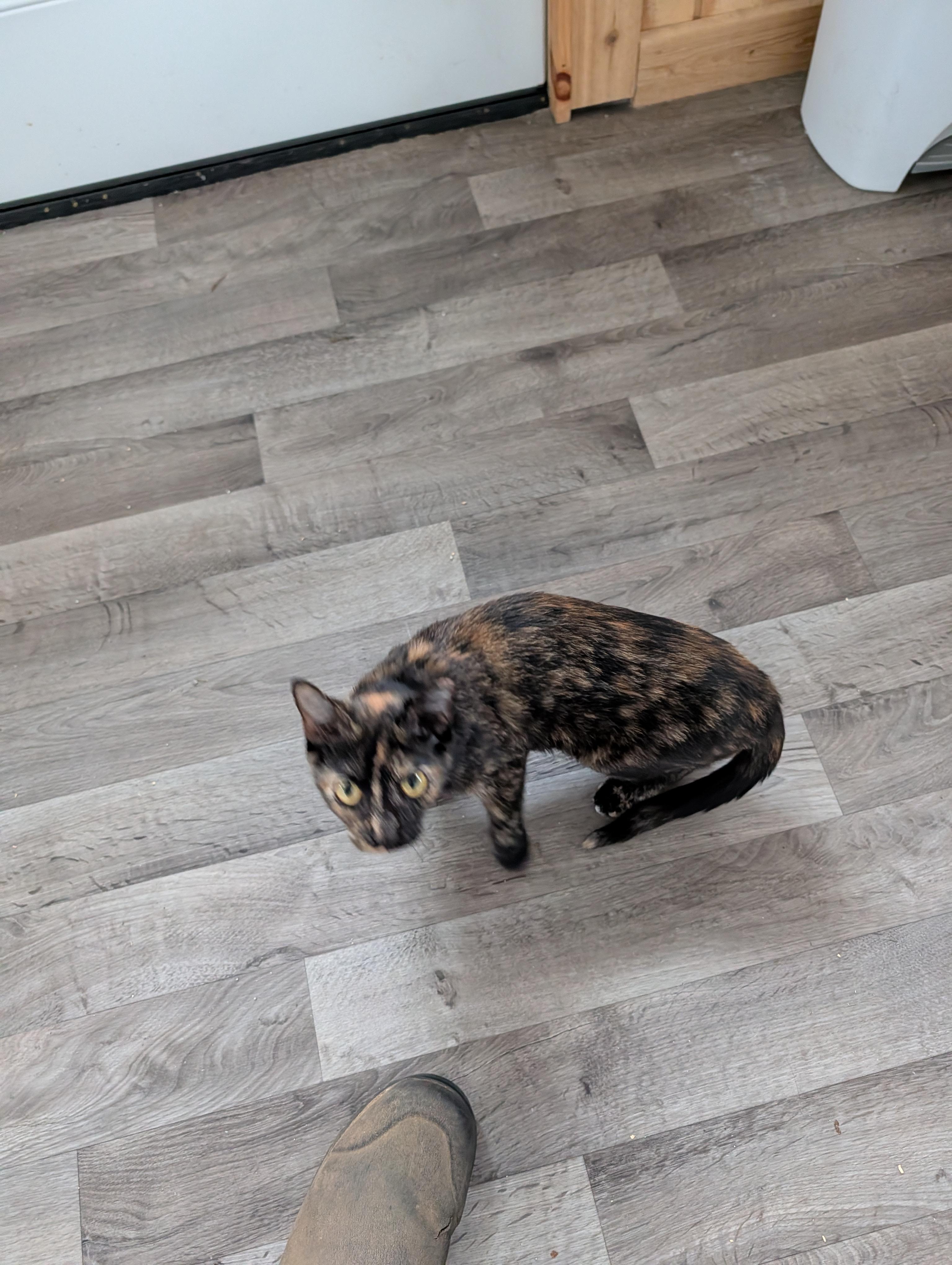 Enlarge Emmy, a Adoptable Domestic Short Hair in Toledo, OH image 4/4