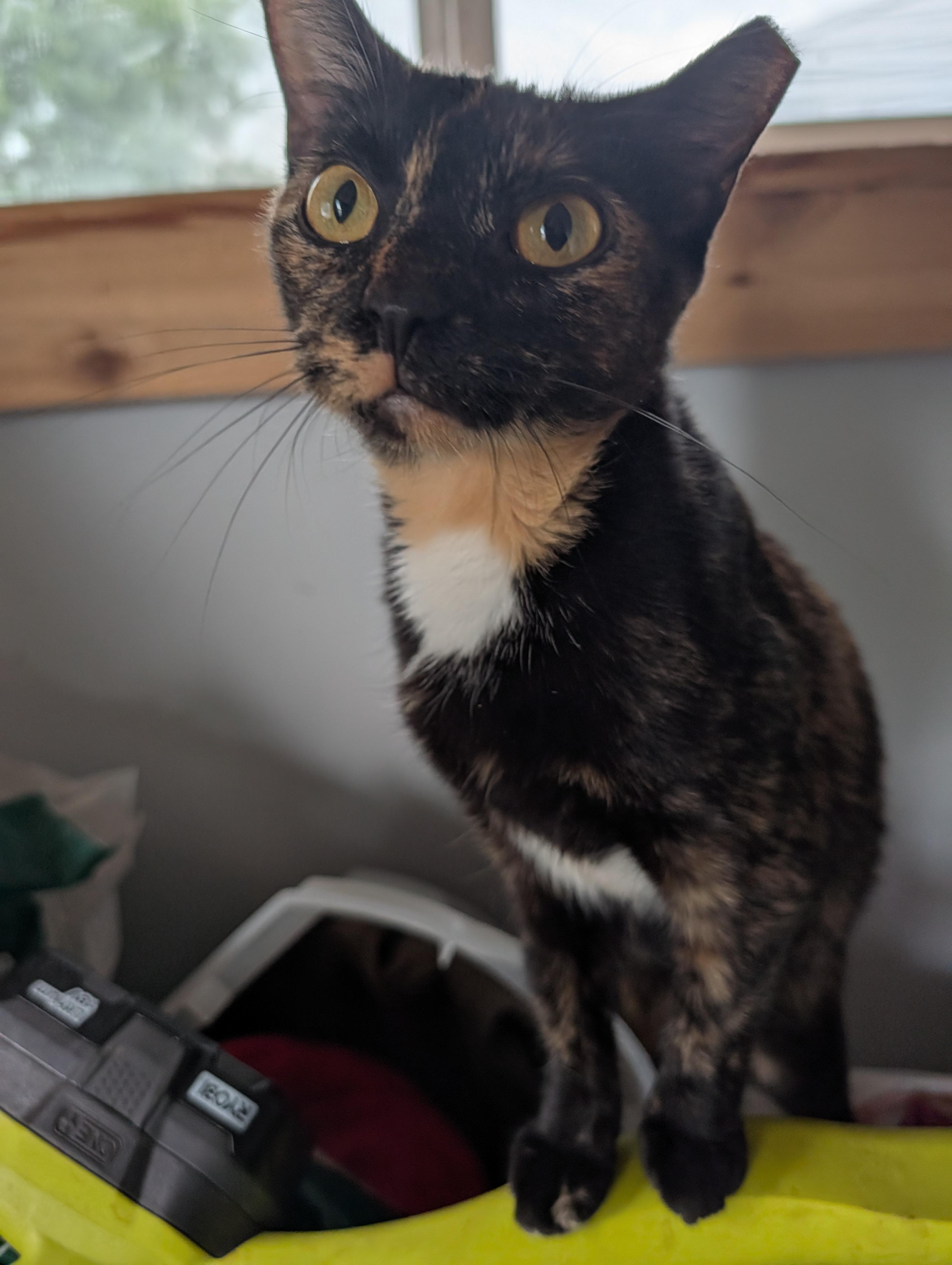 Enlarge Emmy, a Adoptable Domestic Short Hair in Toledo, OH image 2/4