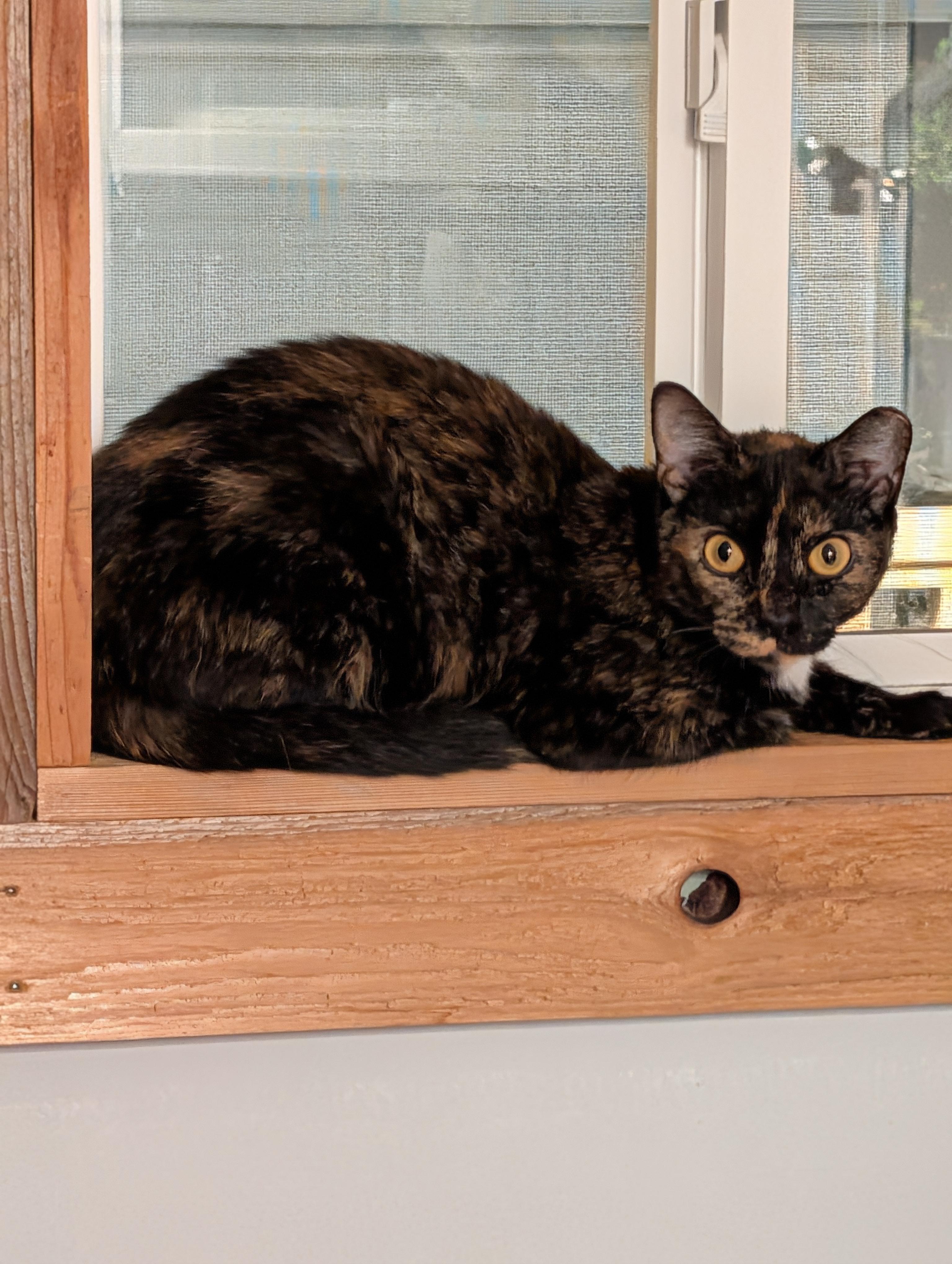 Enlarge Emmy, a Adoptable Domestic Short Hair in Toledo, OH image 1/4