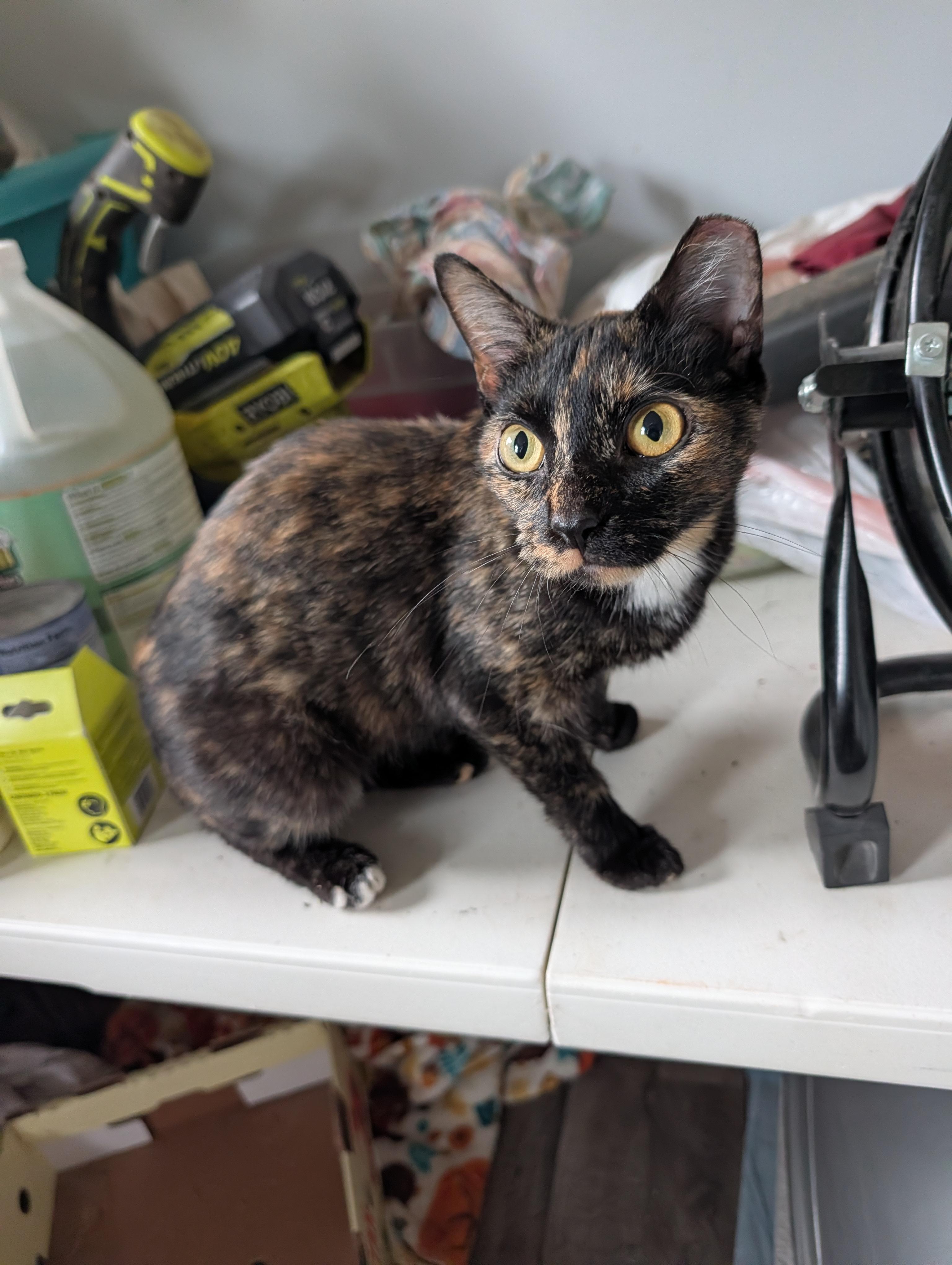 Enlarge Emmy, a Adoptable Domestic Short Hair in Toledo, OH image 3/4