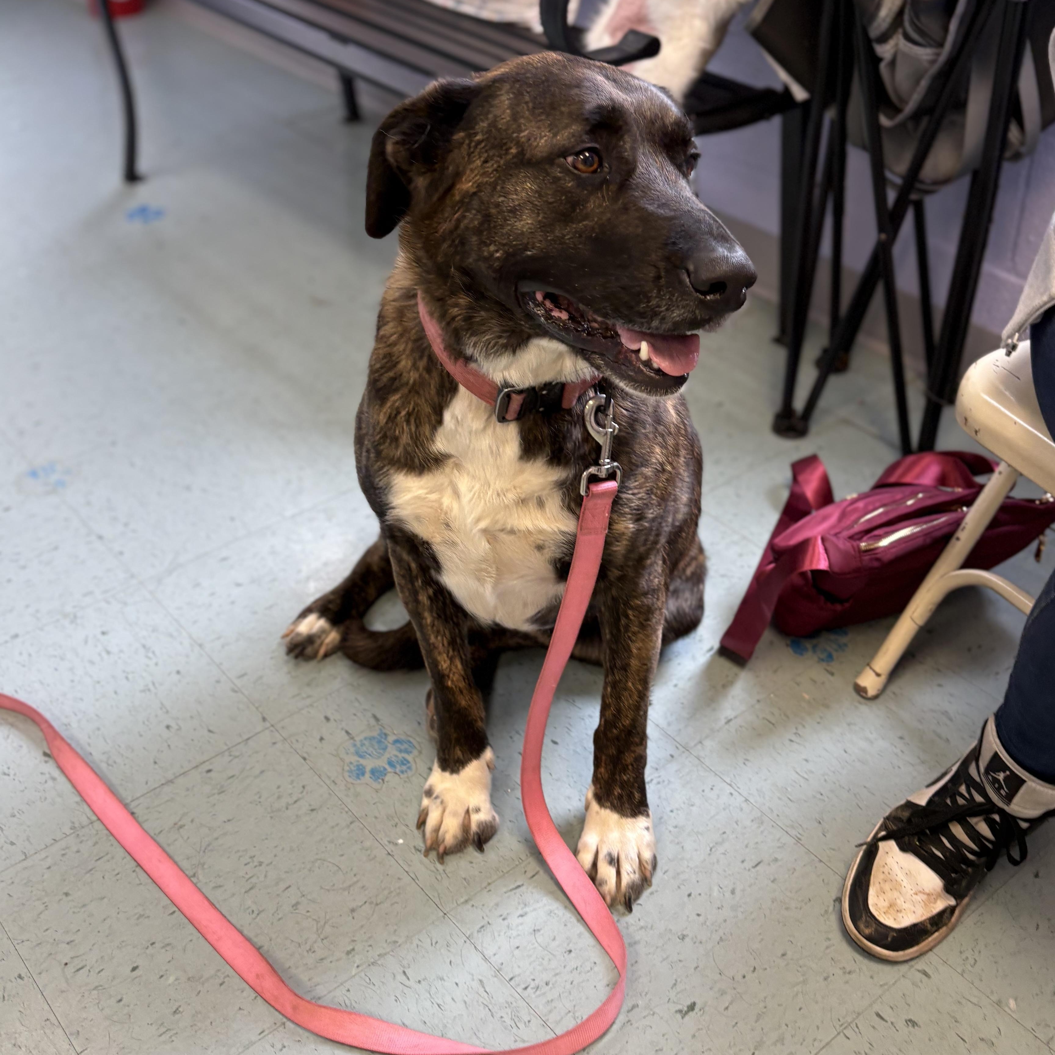 Enlarge Chloe, a ADOPTABLE Mixed Breed in Bardstown, KY image 2/4