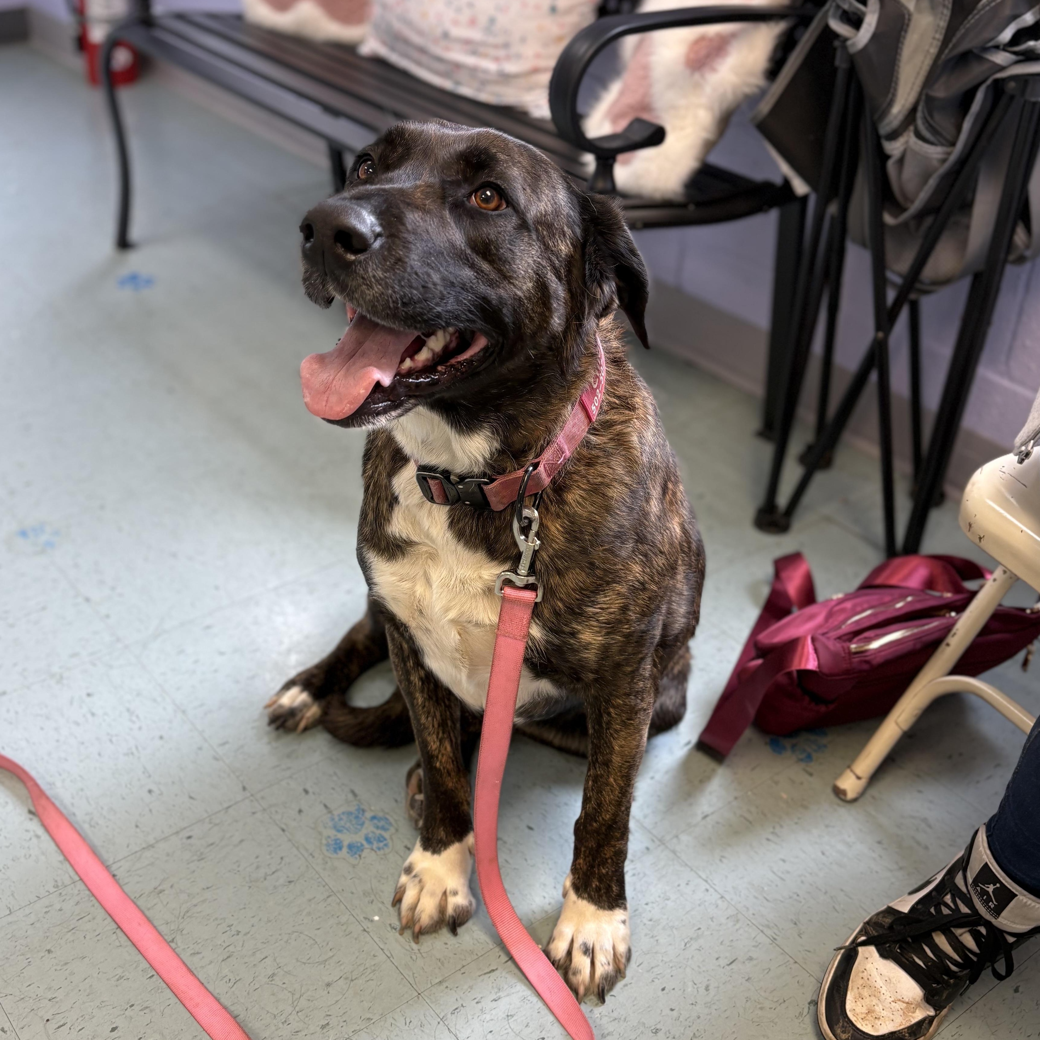 Enlarge Chloe, a ADOPTABLE Mixed Breed in Bardstown, KY image 4/4