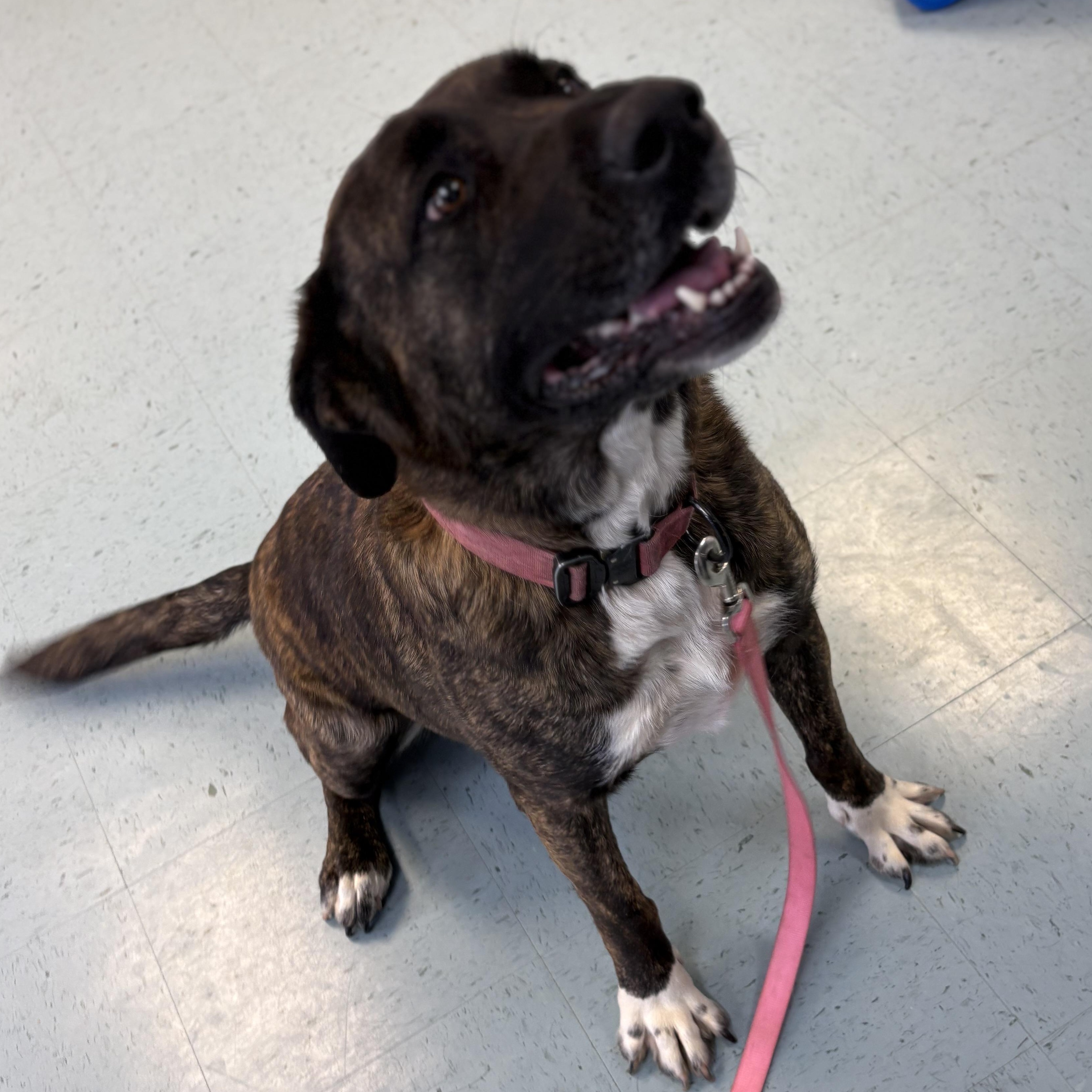 Chloe, ADOPTABLE, Adult Female Mixed Breed.