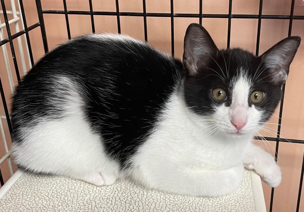 Faith, Adoptable, Young Female Domestic Medium Hair.