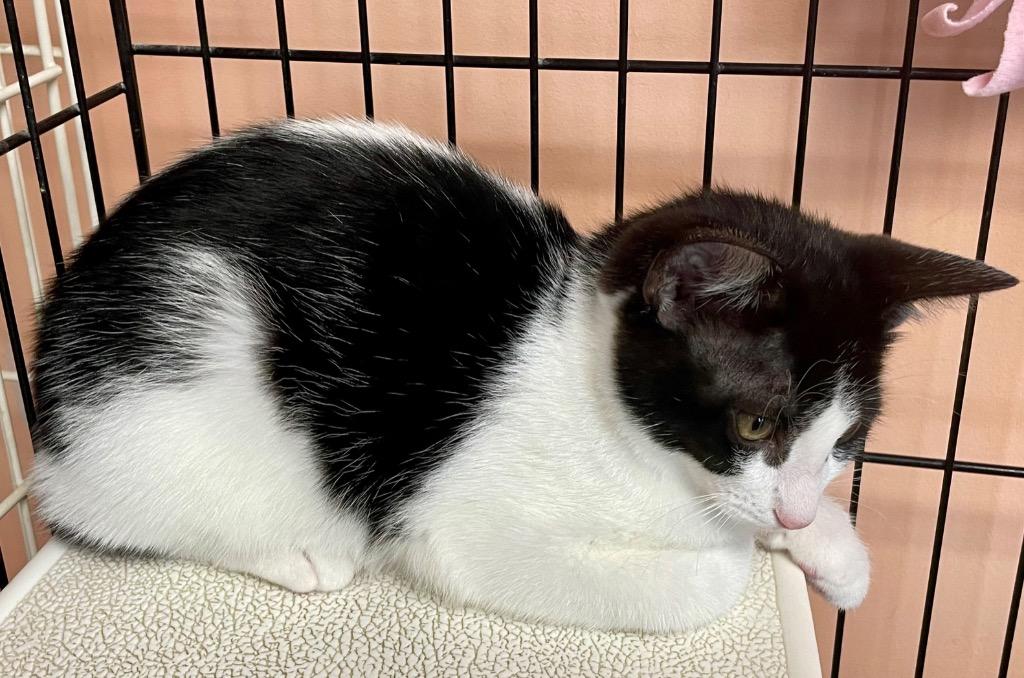 Faith, Adoptable, Young Female Domestic Medium Hair.