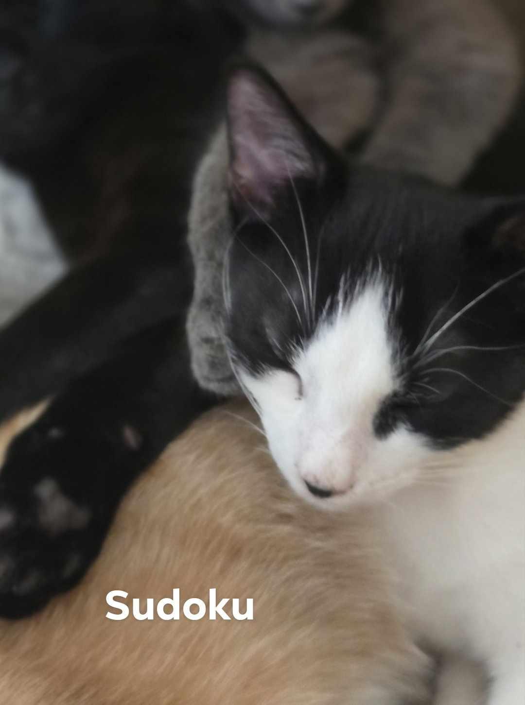 Sudoku — thumbnail 2