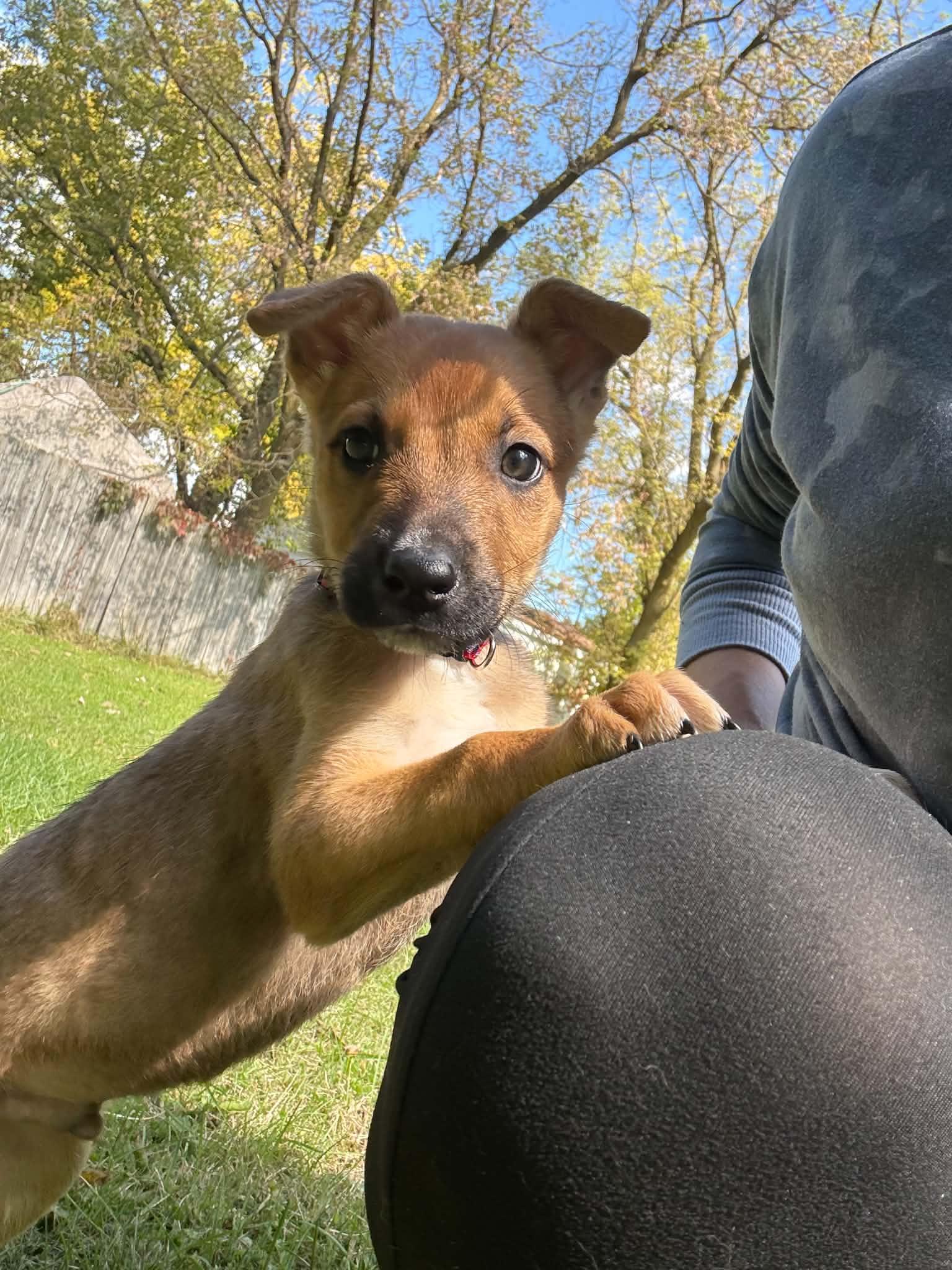 Enlarge Lenny, a Adoptable mixed breed in Davisburg, MI image 2/4