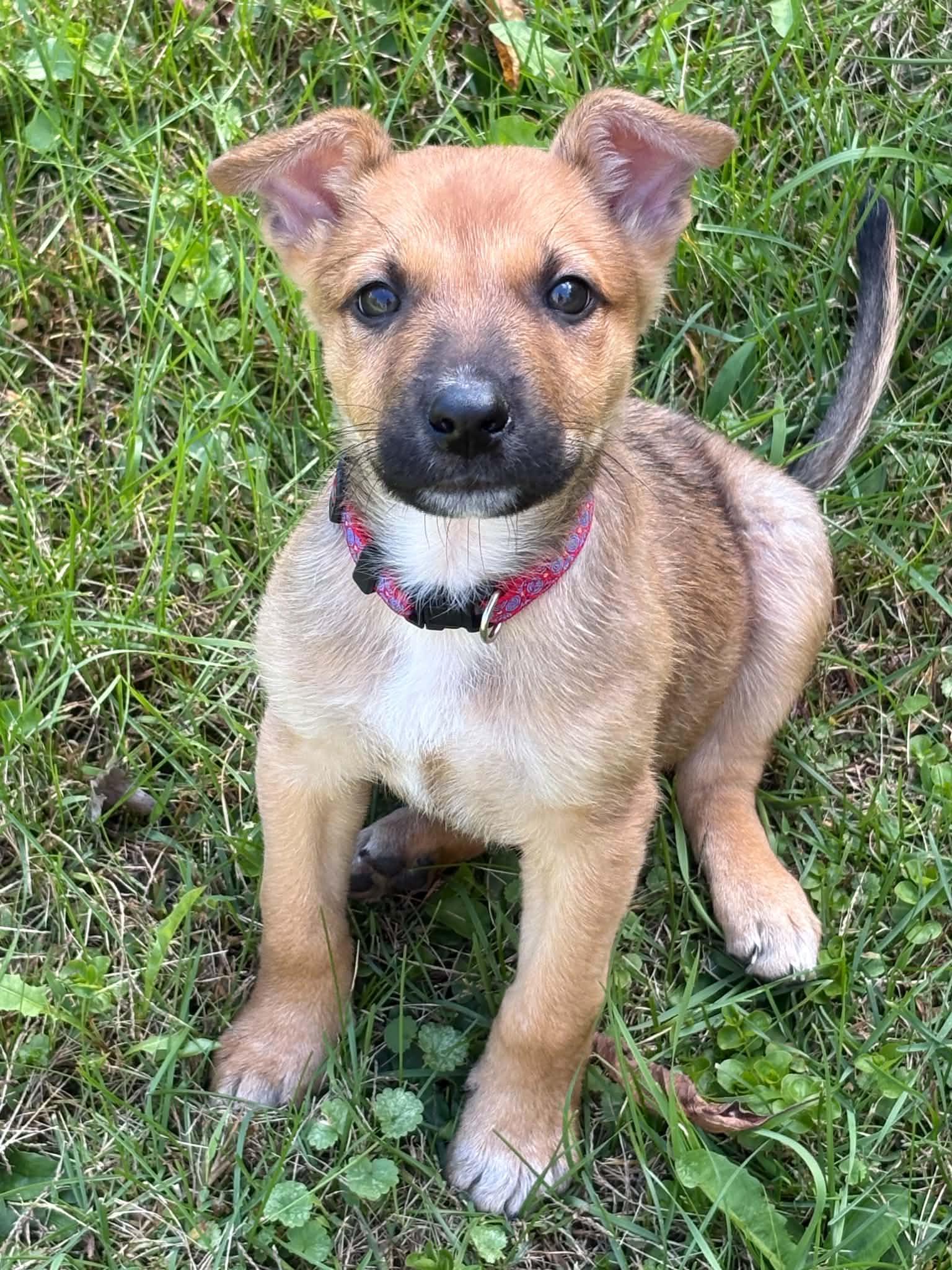 Lenny, Adoptable, Puppy Male Shepherd.