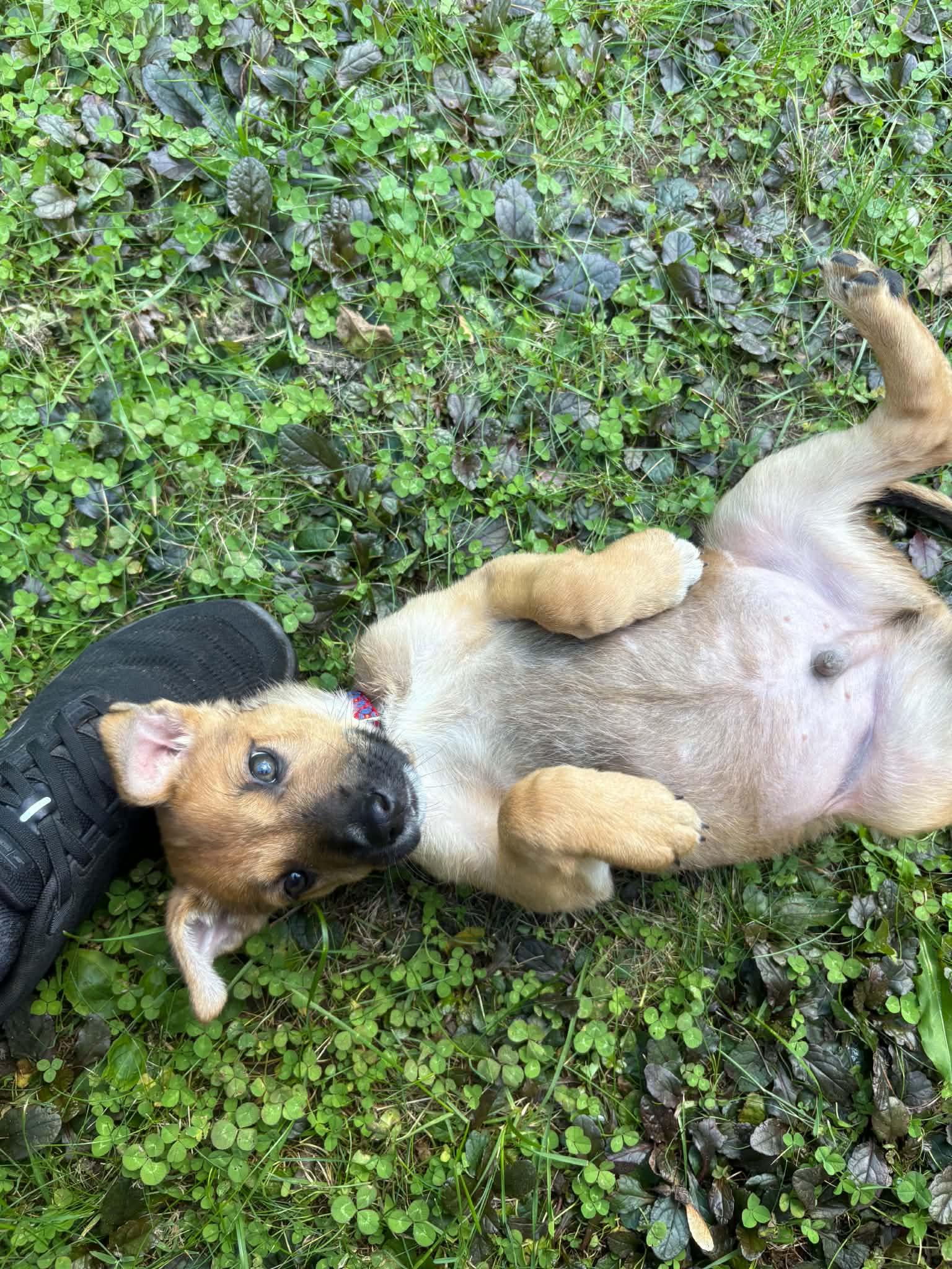 Enlarge Lenny, a Adoptable mixed breed in Davisburg, MI image 4/4