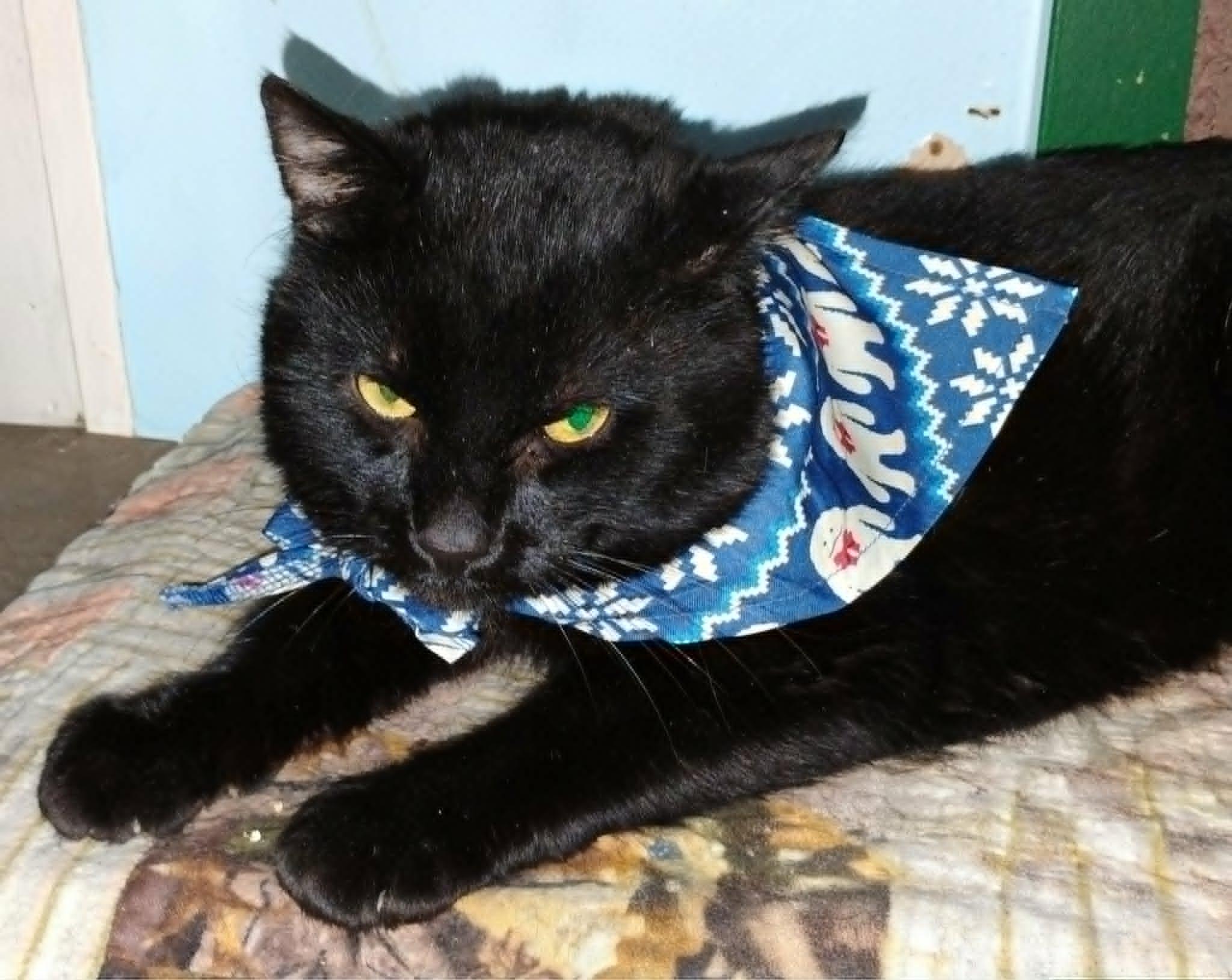 Enlarge Moonscar, a ADOPTABLE American Shorthair in Hammond, OR image 1/2