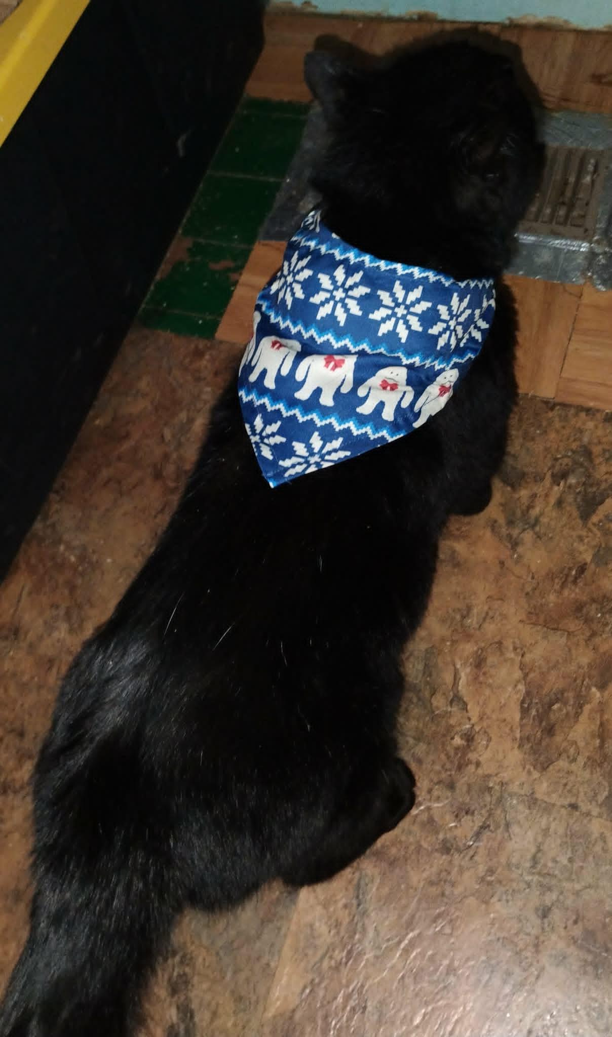 Enlarge Moonscar, a ADOPTABLE American Shorthair in Hammond, OR image 2/2
