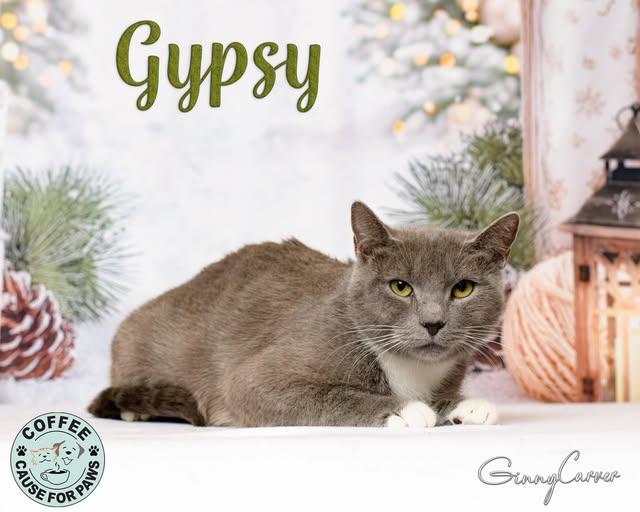 Enlarge Gypsy, a Adoptable Domestic Short Hair in Douglas, GA image 1/1