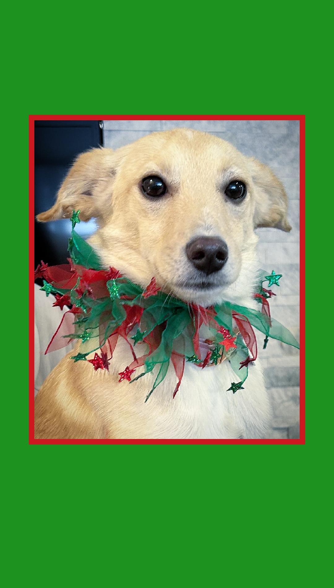 Enlarge Gigi  A+, a Adoptable mixed breed in Lake Geneva, WI image 2/6