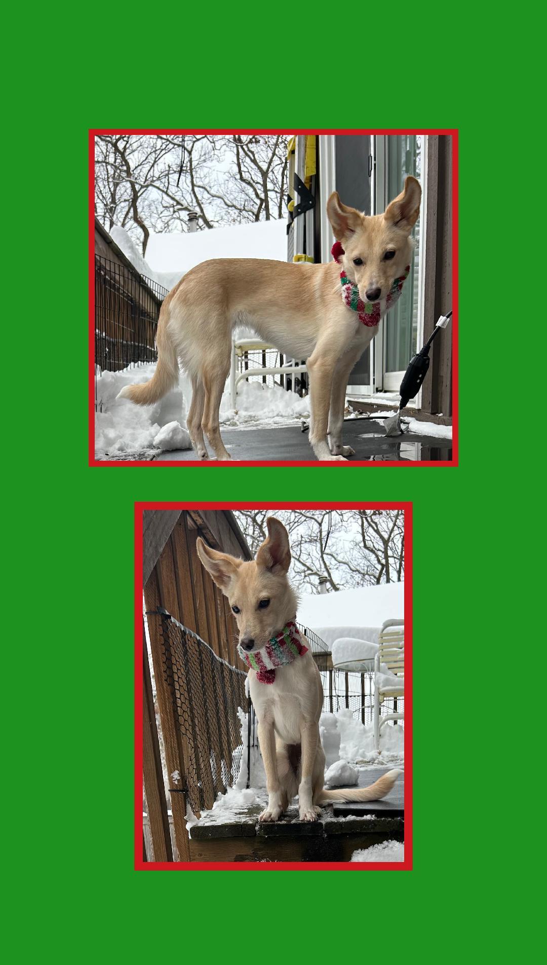 Enlarge Gigi  A+, a Adoptable mixed breed in Lake Geneva, WI image 4/6