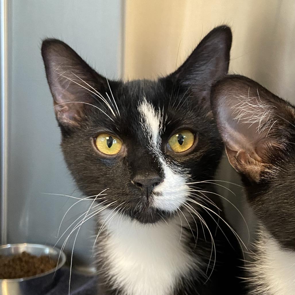 Enlarge Cheeky, a Adoptable Domestic Short Hair in Washington Township, OH image 1/1