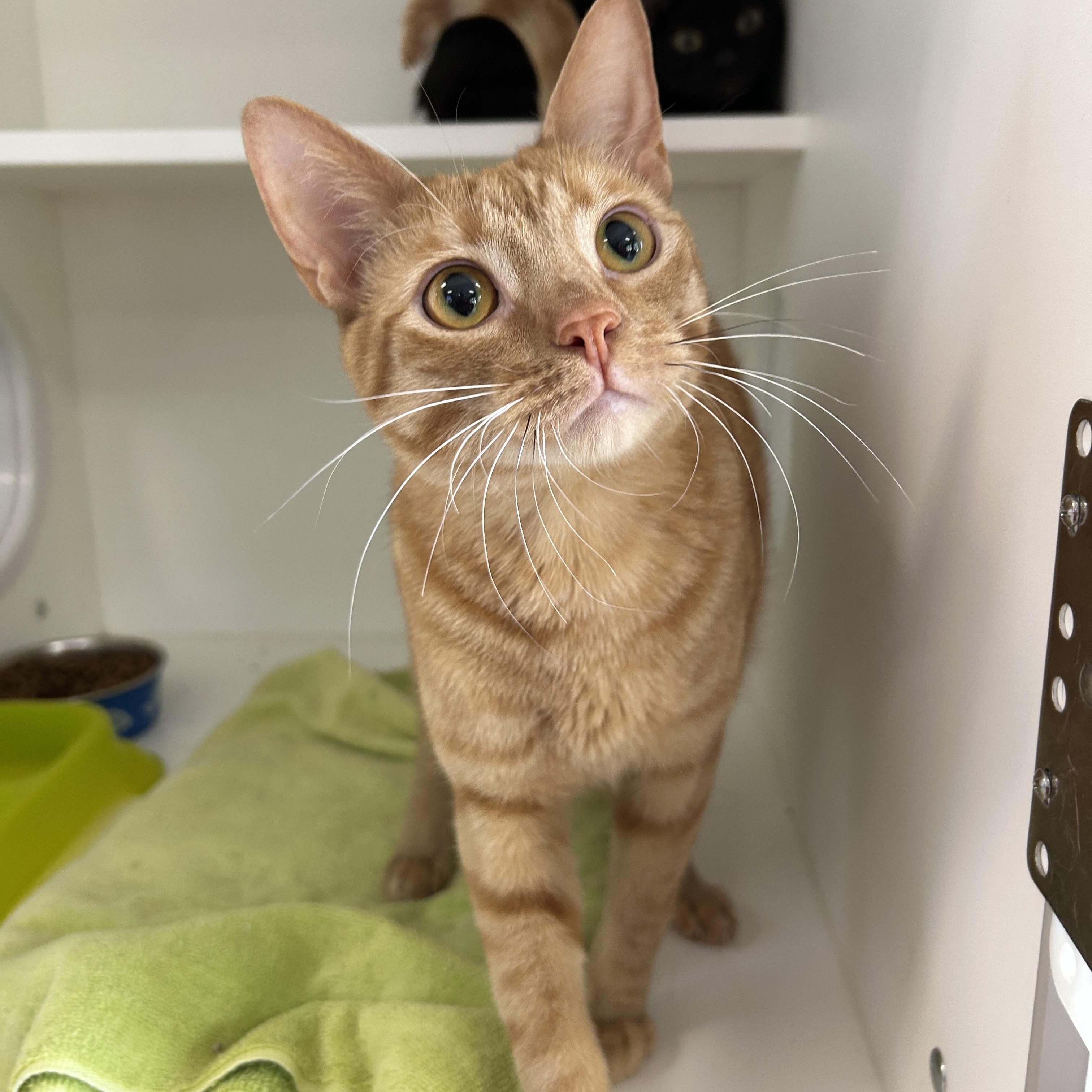 Enlarge Eminem & Outkast (Bonded), a Adoptable Domestic Short Hair in La Grange Park, IL image 5/6