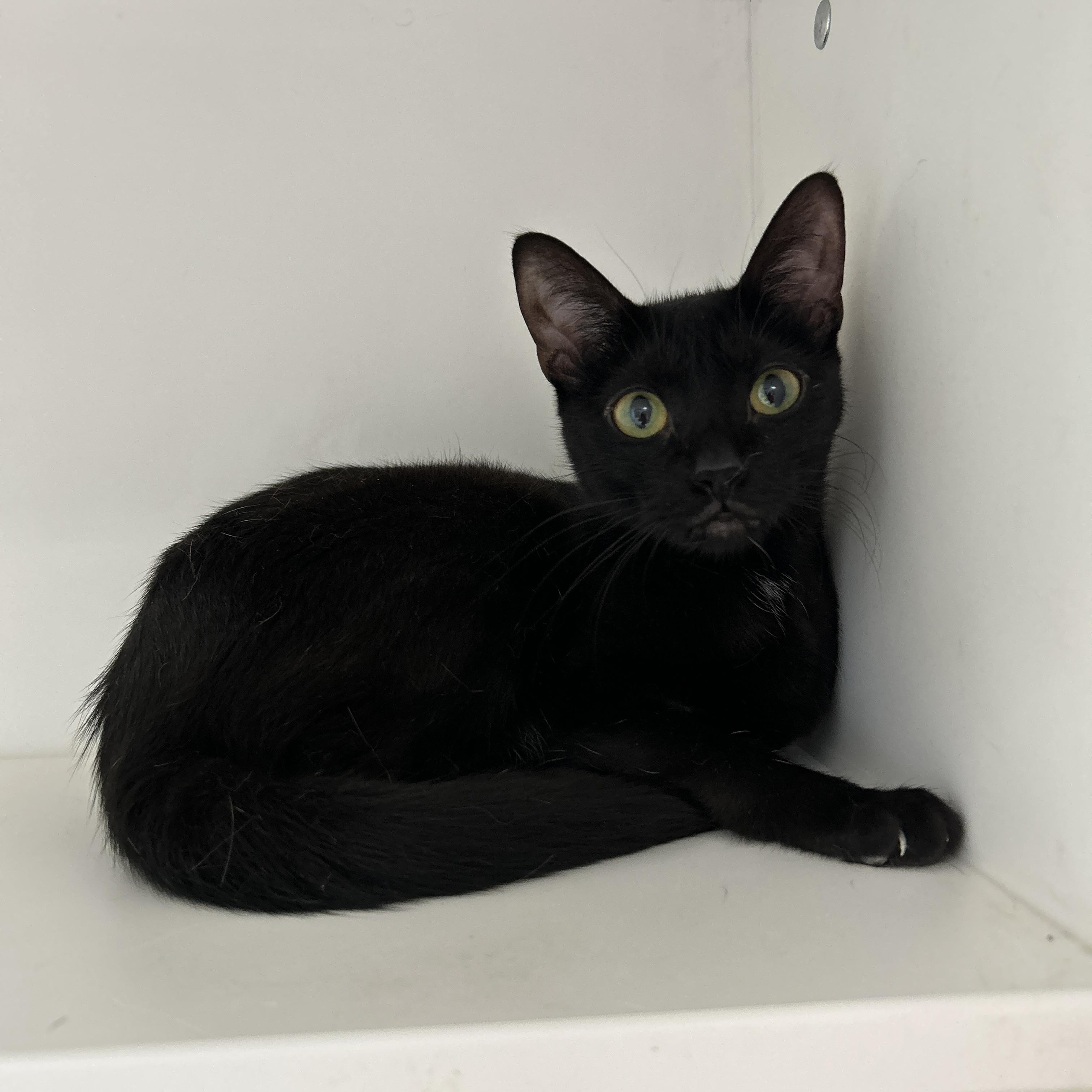 Enlarge Eminem & Outkast (Bonded), a Adoptable Domestic Short Hair in La Grange Park, IL image 6/6