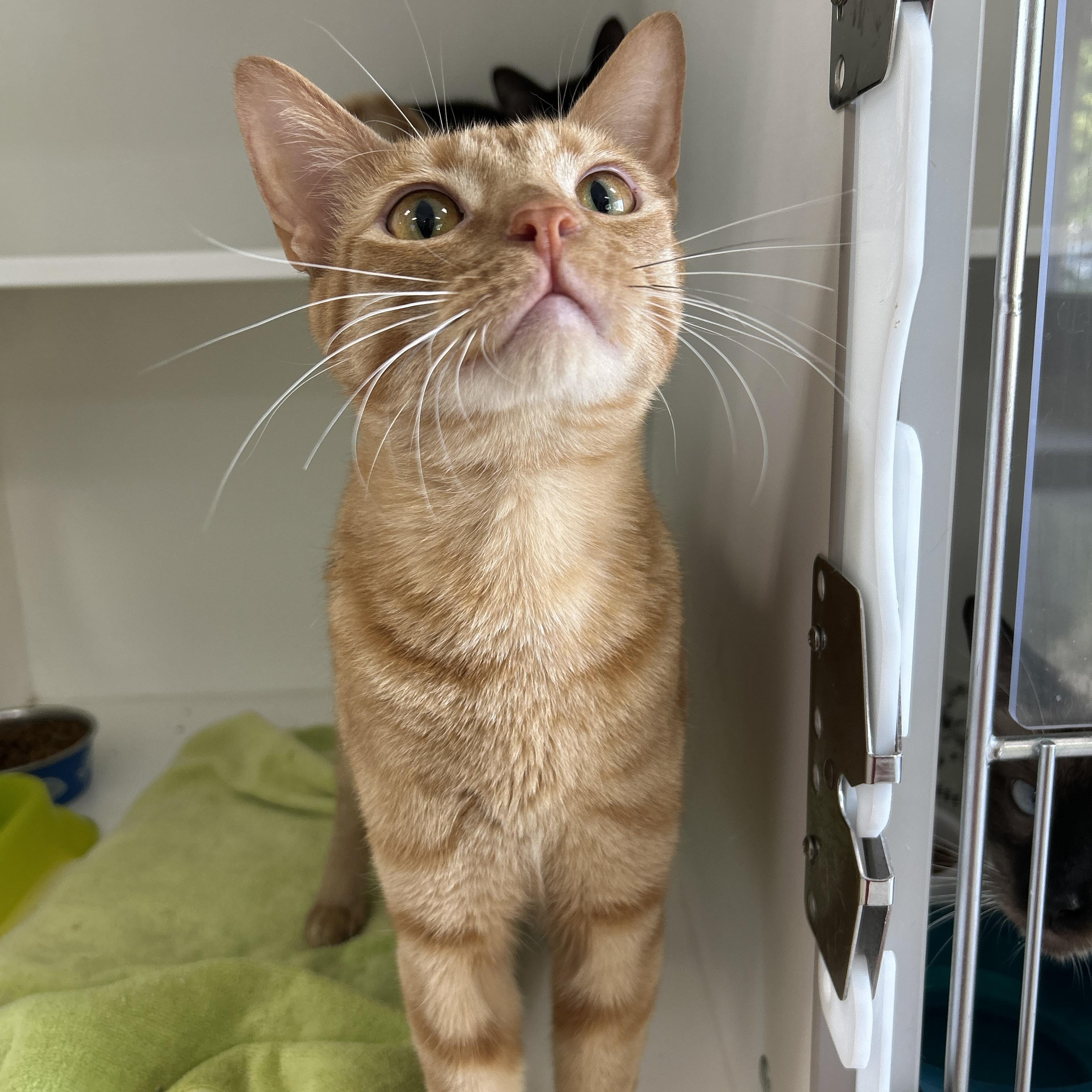 Enlarge Eminem & Outkast (Bonded), a Adoptable Domestic Short Hair in La Grange Park, IL image 3/6