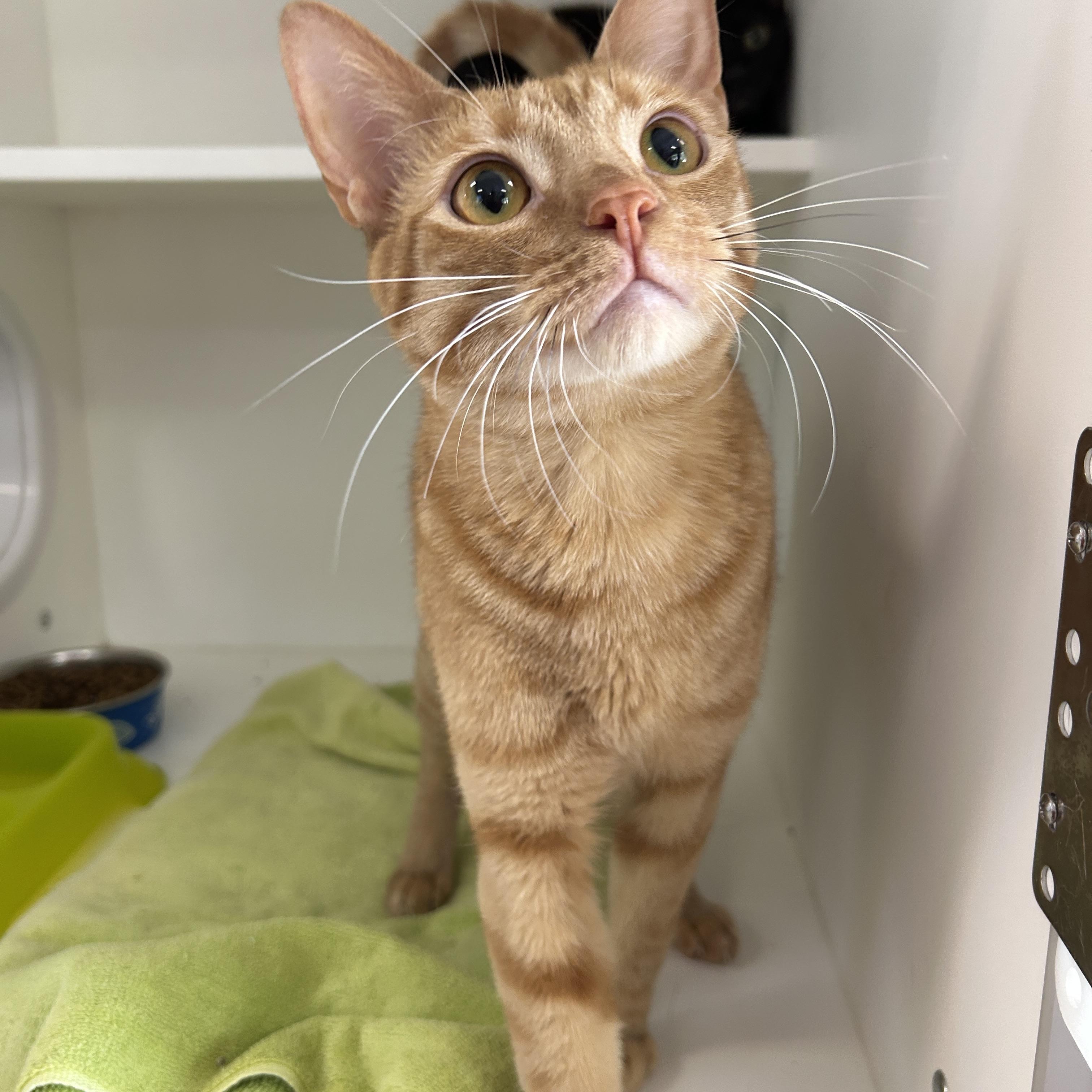 Eminem & Outkast (Bonded), Adoptable, Adult Male Domestic Short Hair.