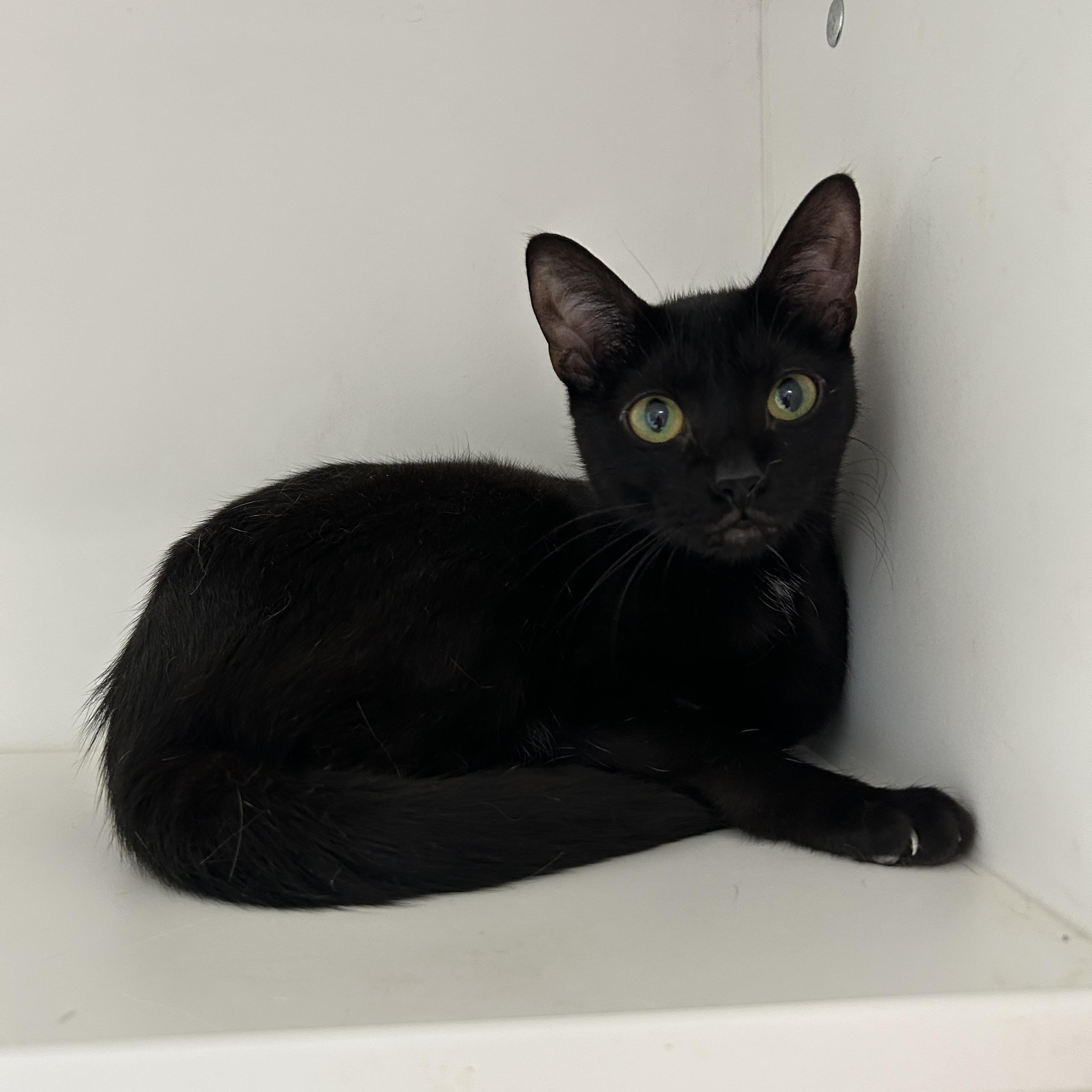 Enlarge Eminem & Outkast (Bonded), a Adoptable Domestic Short Hair in La Grange Park, IL image 4/6