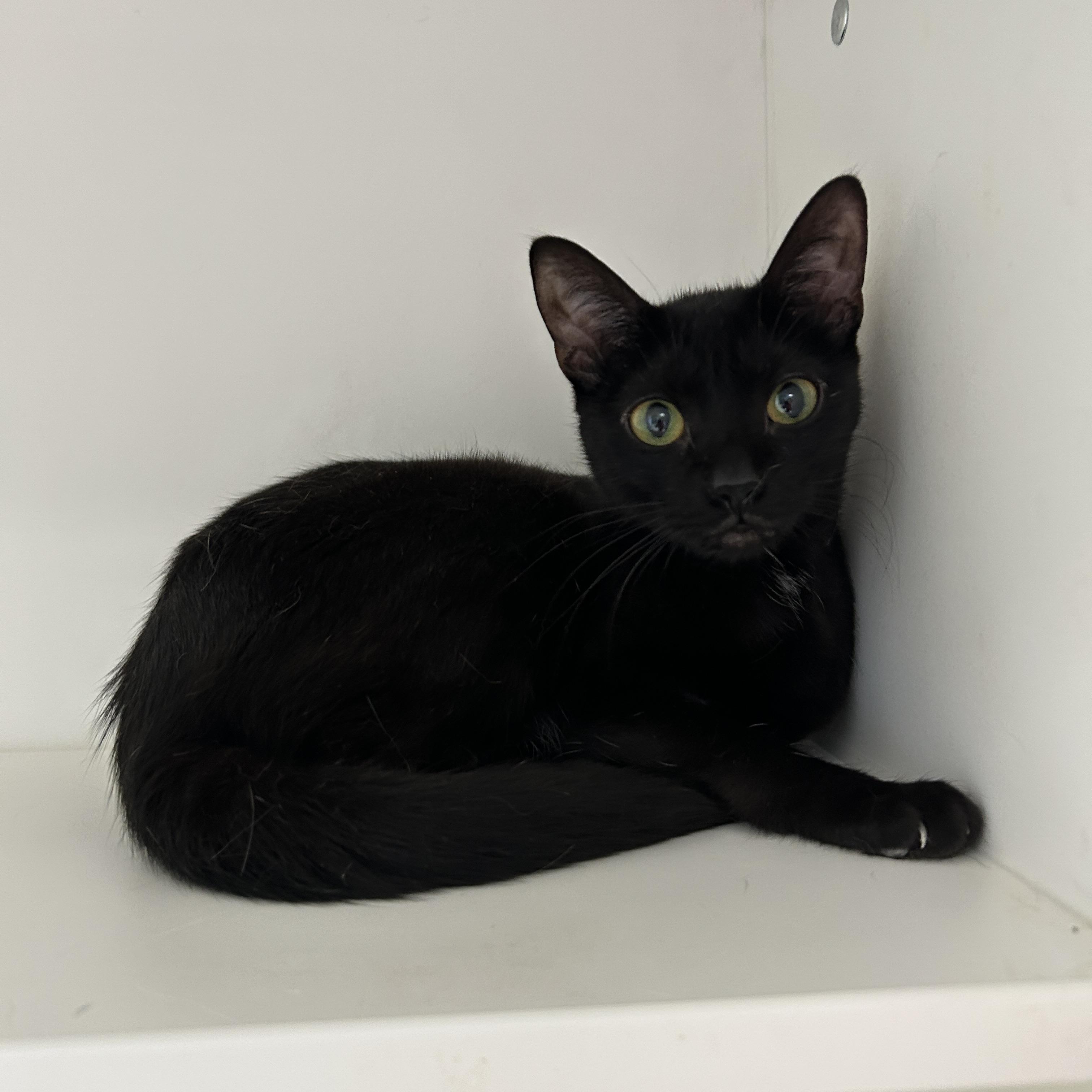 Enlarge Eminem & Outkast (Bonded), a Adoptable Domestic Short Hair in La Grange Park, IL image 2/6