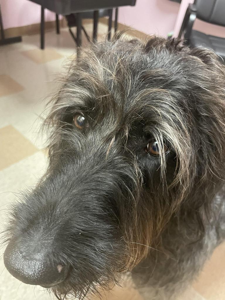 Enlarge Ozzi, a Adoptable mixed breed in Maumelle, AR image 1/6