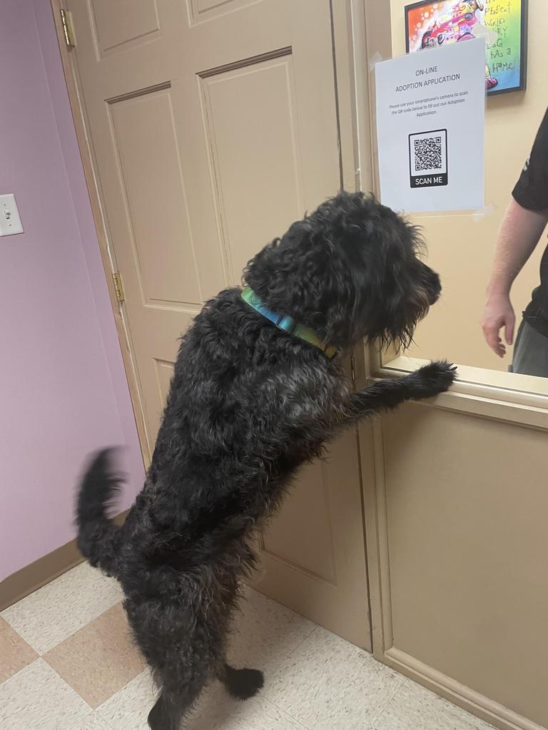 Enlarge Ozzi, a Adoptable mixed breed in Maumelle, AR image 2/6