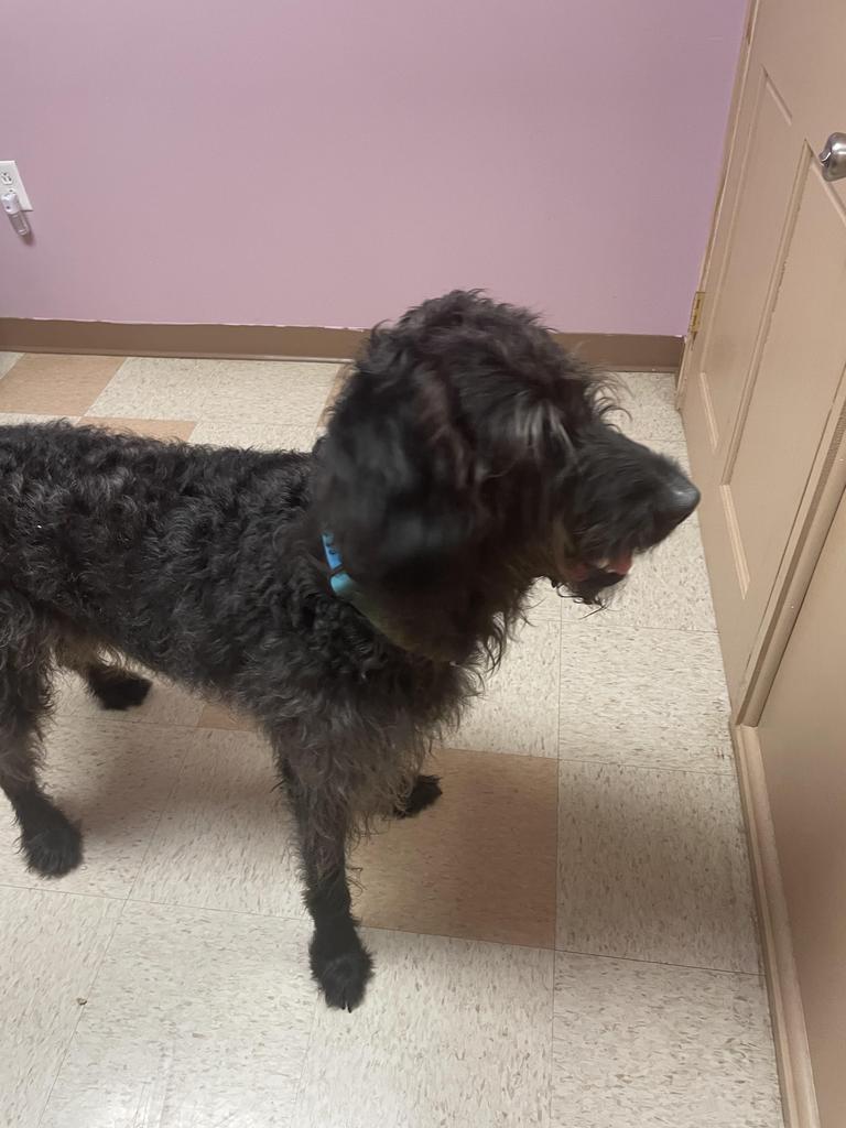 Enlarge Ozzi, a Adoptable mixed breed in Maumelle, AR image 3/6