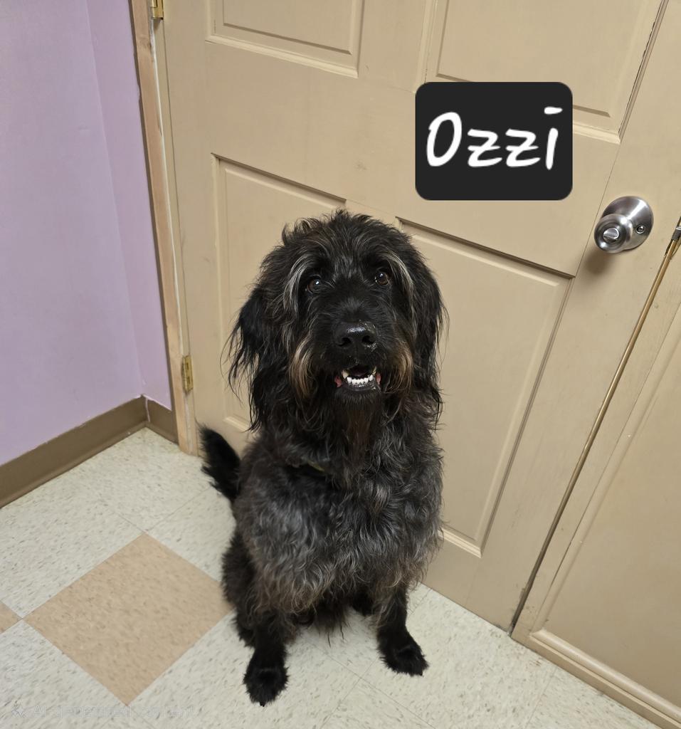 Enlarge Ozzi, a Adoptable mixed breed in Maumelle, AR image 4/6