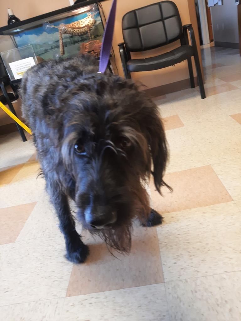 Enlarge Ozzi, a Adoptable mixed breed in Maumelle, AR image 5/6