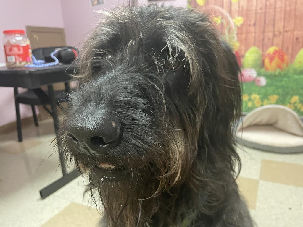 Enlarge Ozzi, a Adoptable mixed breed in Maumelle, AR image 6/6