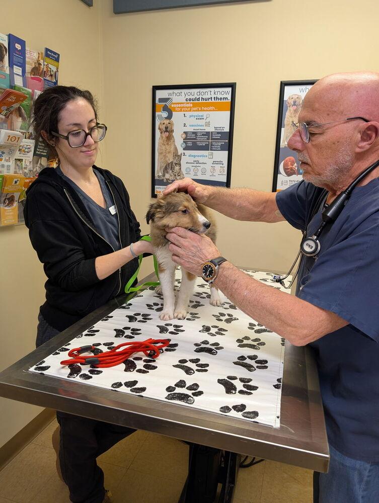 Enlarge Curley, a Adoptable Sheep Dog in Caldwell, NJ image 1/3