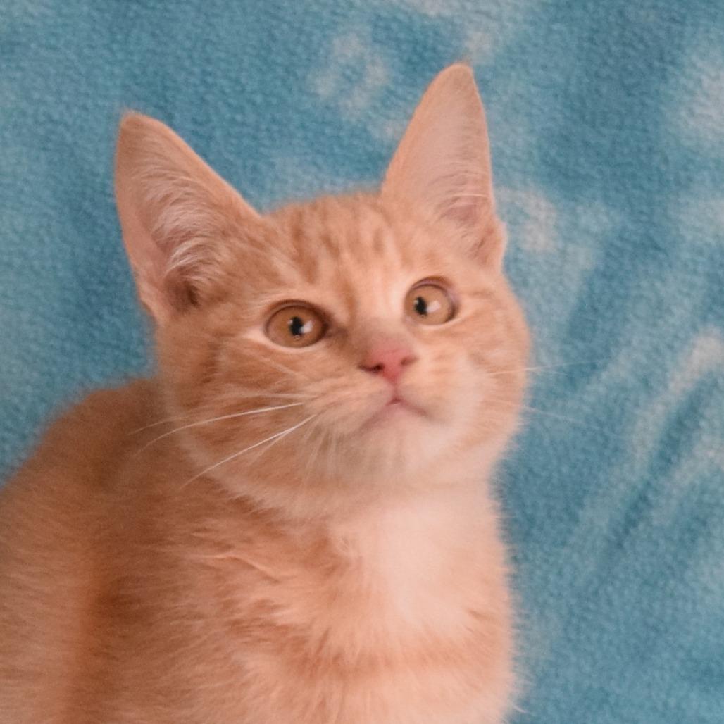 Enlarge Tucker, a Adoptable Domestic Short Hair in Eureka, CA image 1/5