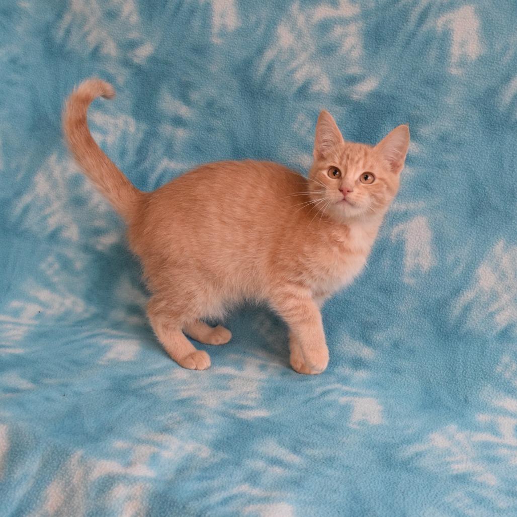 Enlarge Tucker, a Adoptable Domestic Short Hair in Eureka, CA image 2/5