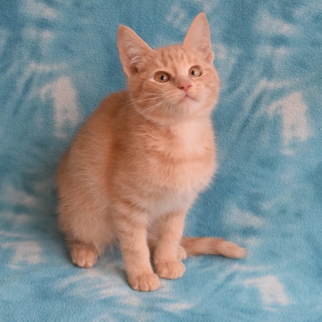 Enlarge Tucker, a Adoptable Domestic Short Hair in Eureka, CA image 3/5