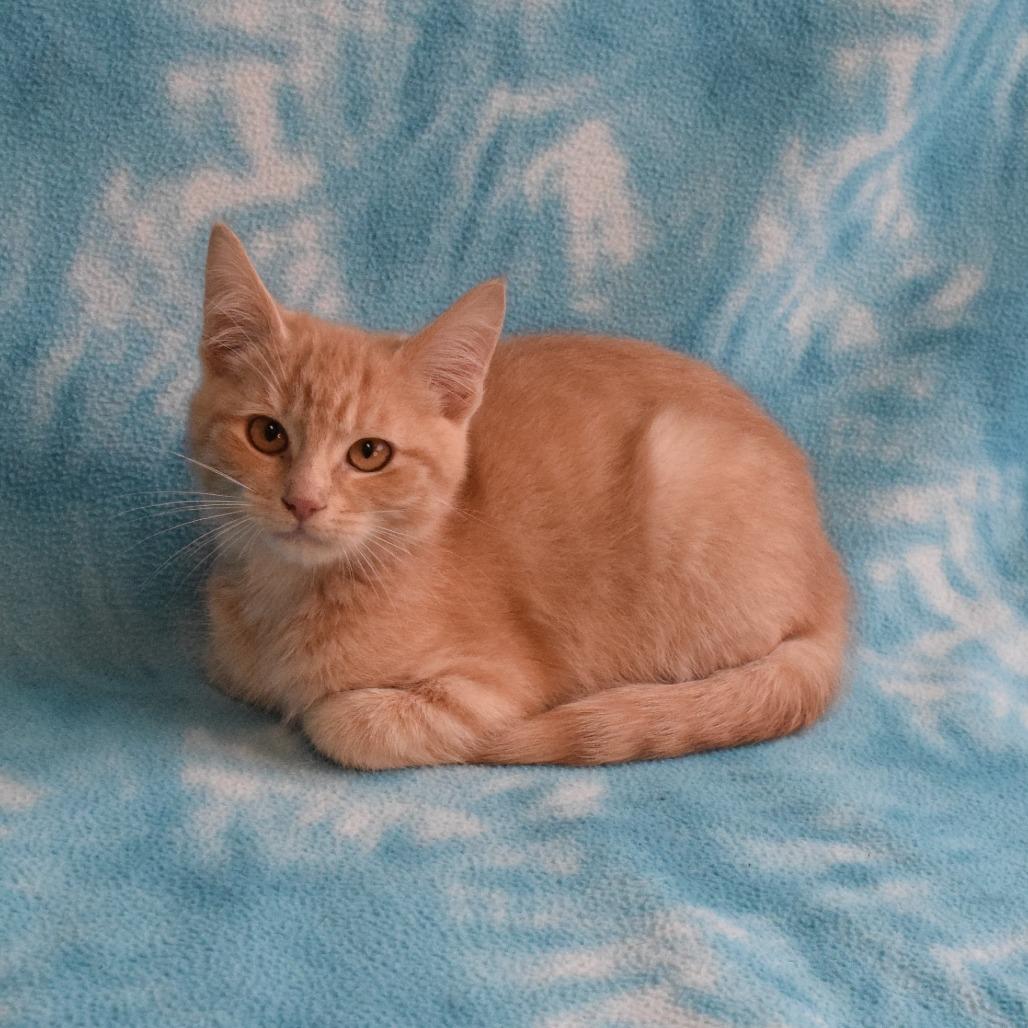 Enlarge Tucker, a Adoptable Domestic Short Hair in Eureka, CA image 4/5