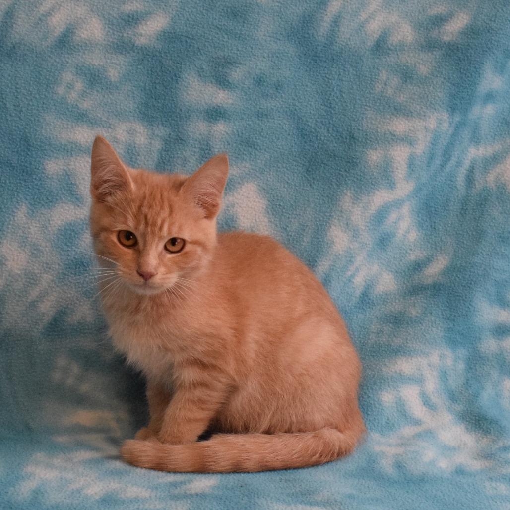 Enlarge Tucker, a Adoptable Domestic Short Hair in Eureka, CA image 5/5