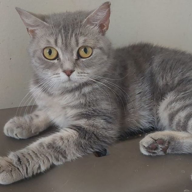 Aria, Autumn, Ashley & Addison, Young Female British Shorthair